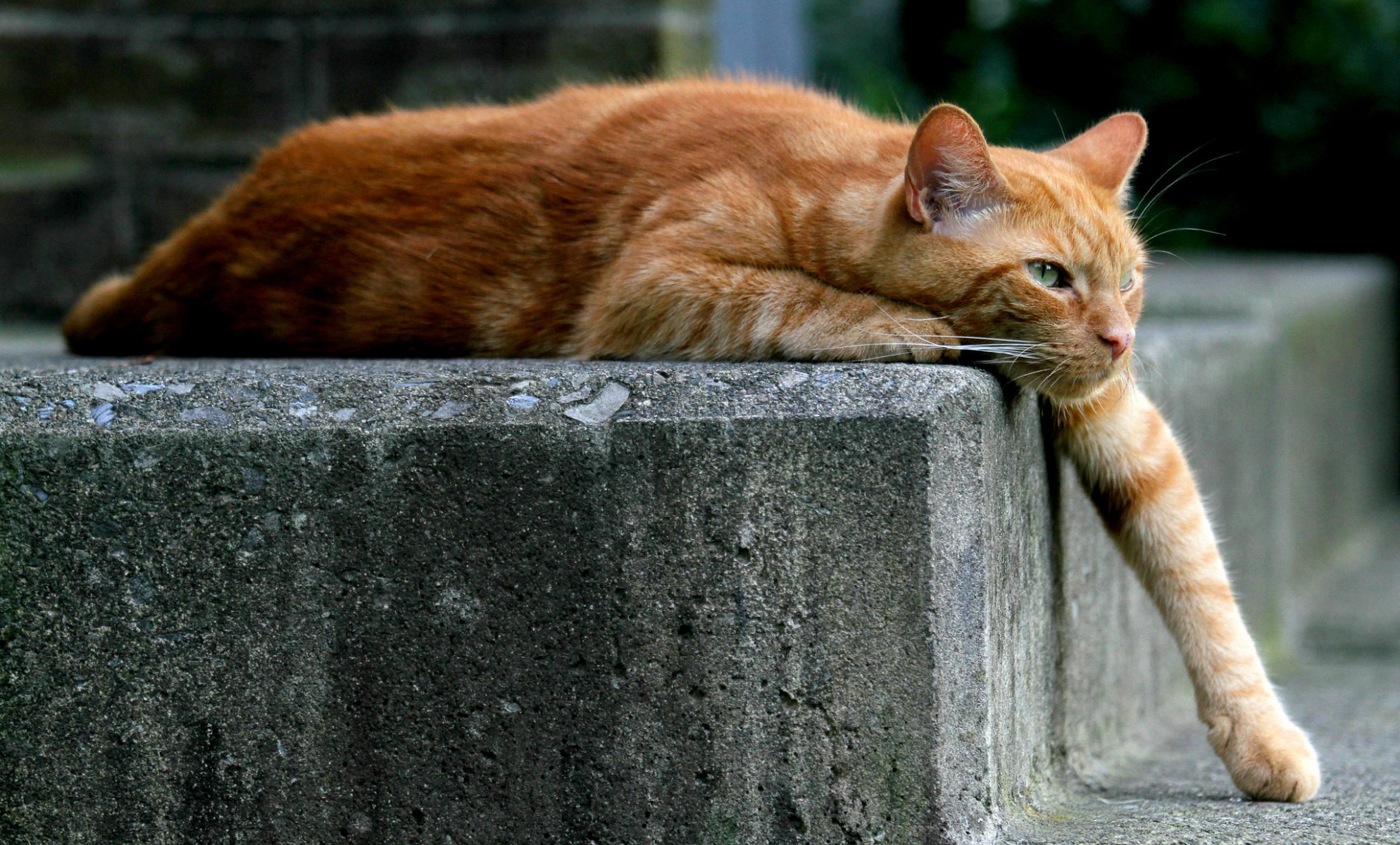 cat cat red paw lying