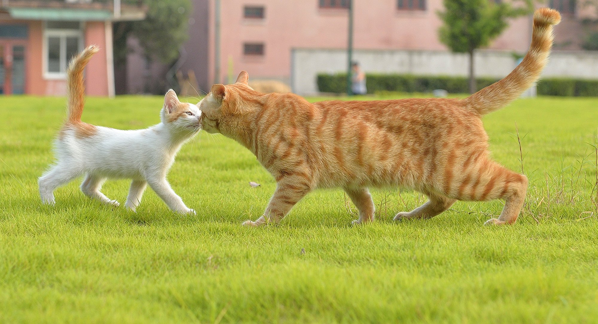 gato reunión hierba