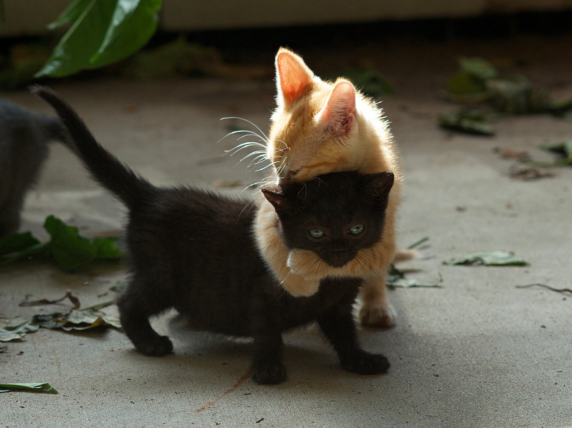 chatons deux noir rousse jeu