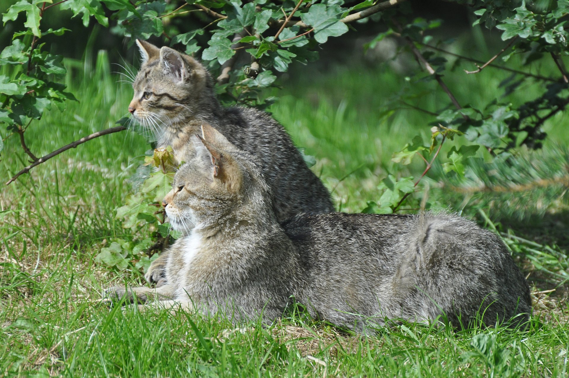 wild cat european shorthair kitten grass green summer