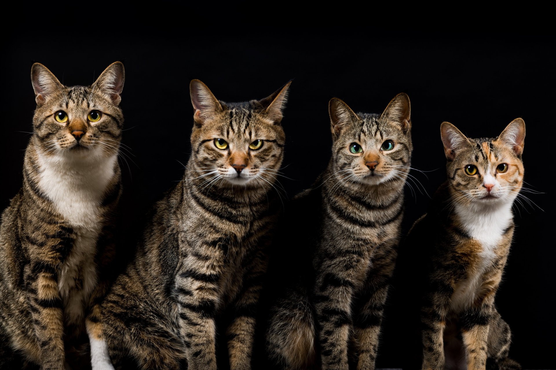 katzen katzen vier grau gestreift dunkler hintergrund