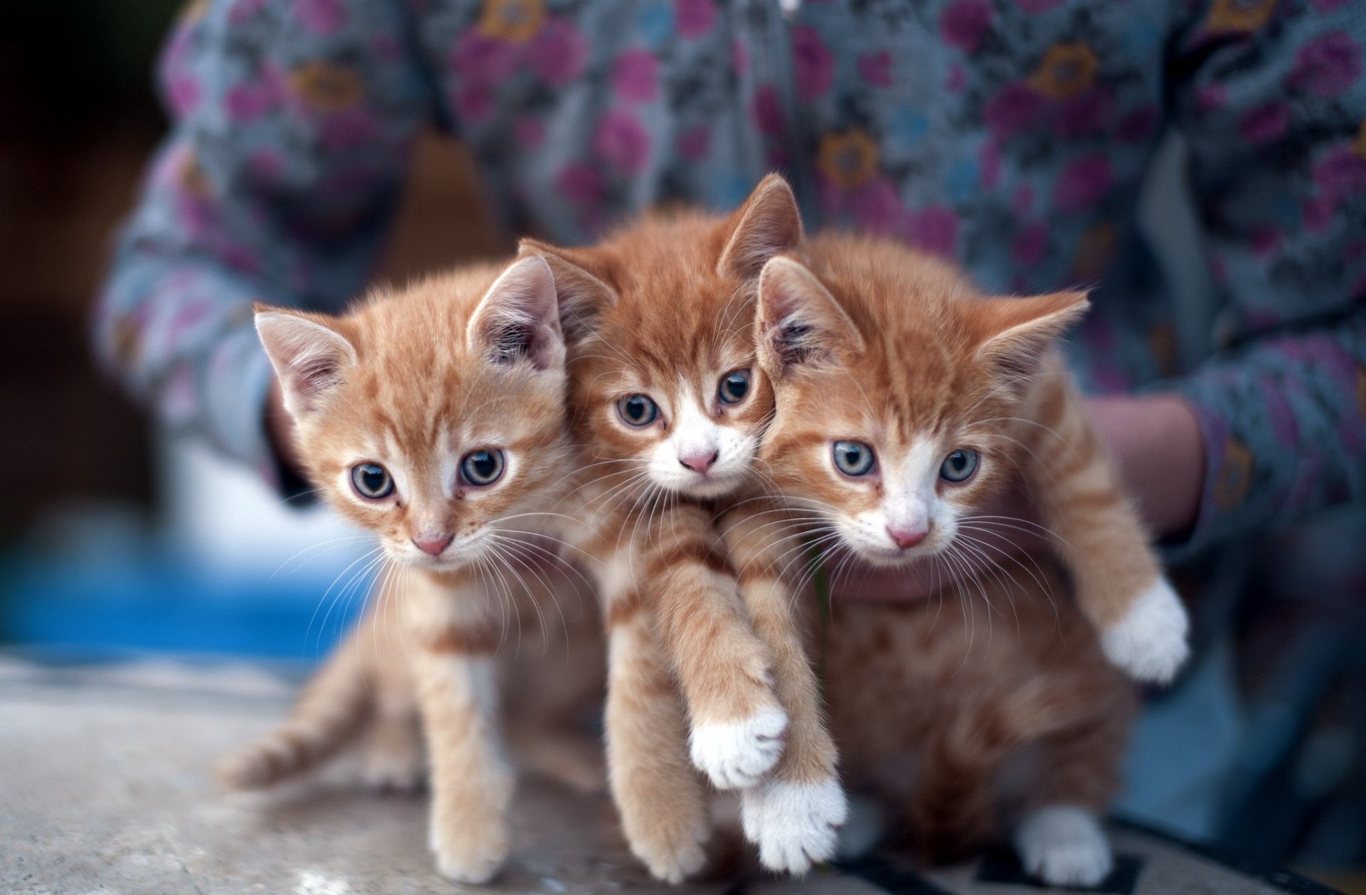 kittens redheads cats three three