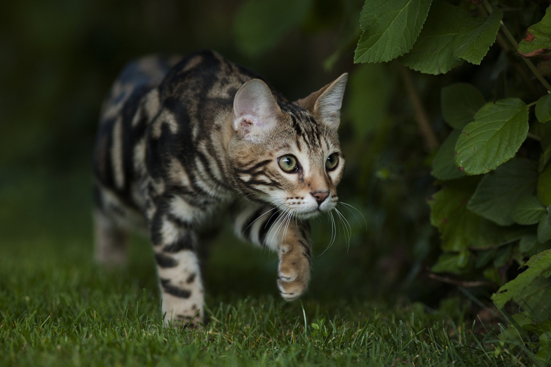 kot bengalski bengal kolor wygląd ogród trawa lato