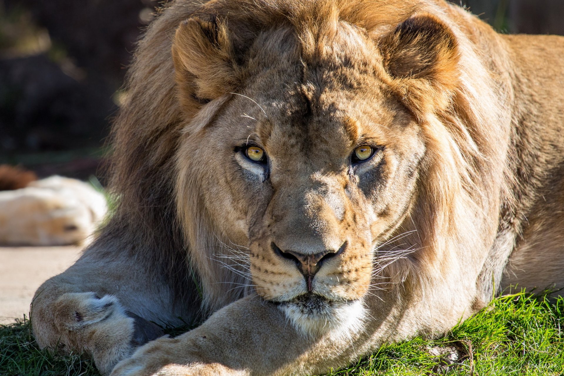 lion museau pattes regard repos chat prédateur