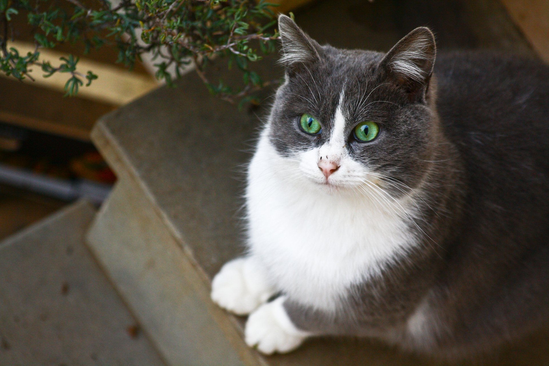 gatto occhi verdi bianco e grigio seduto