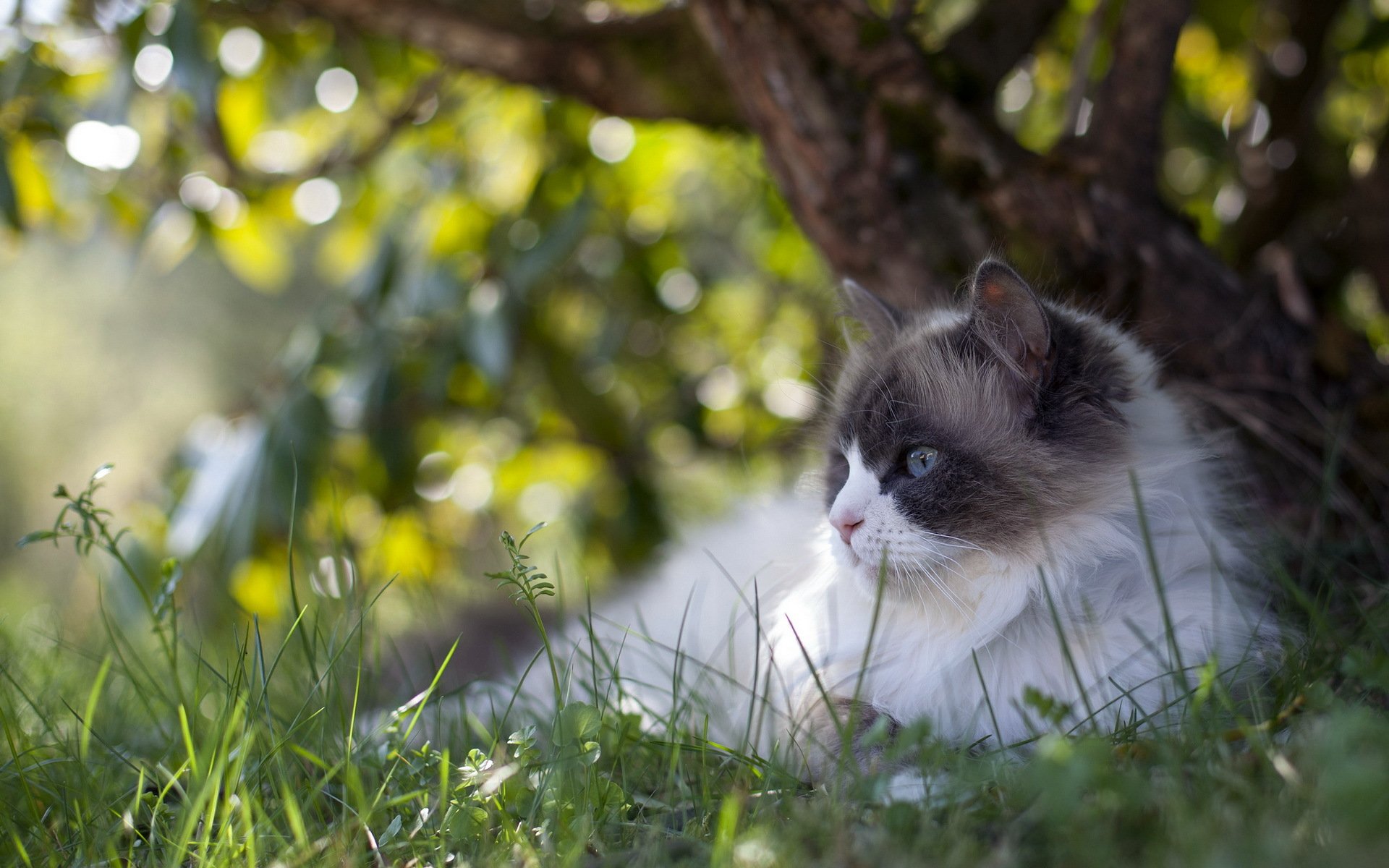 katze sommer natur