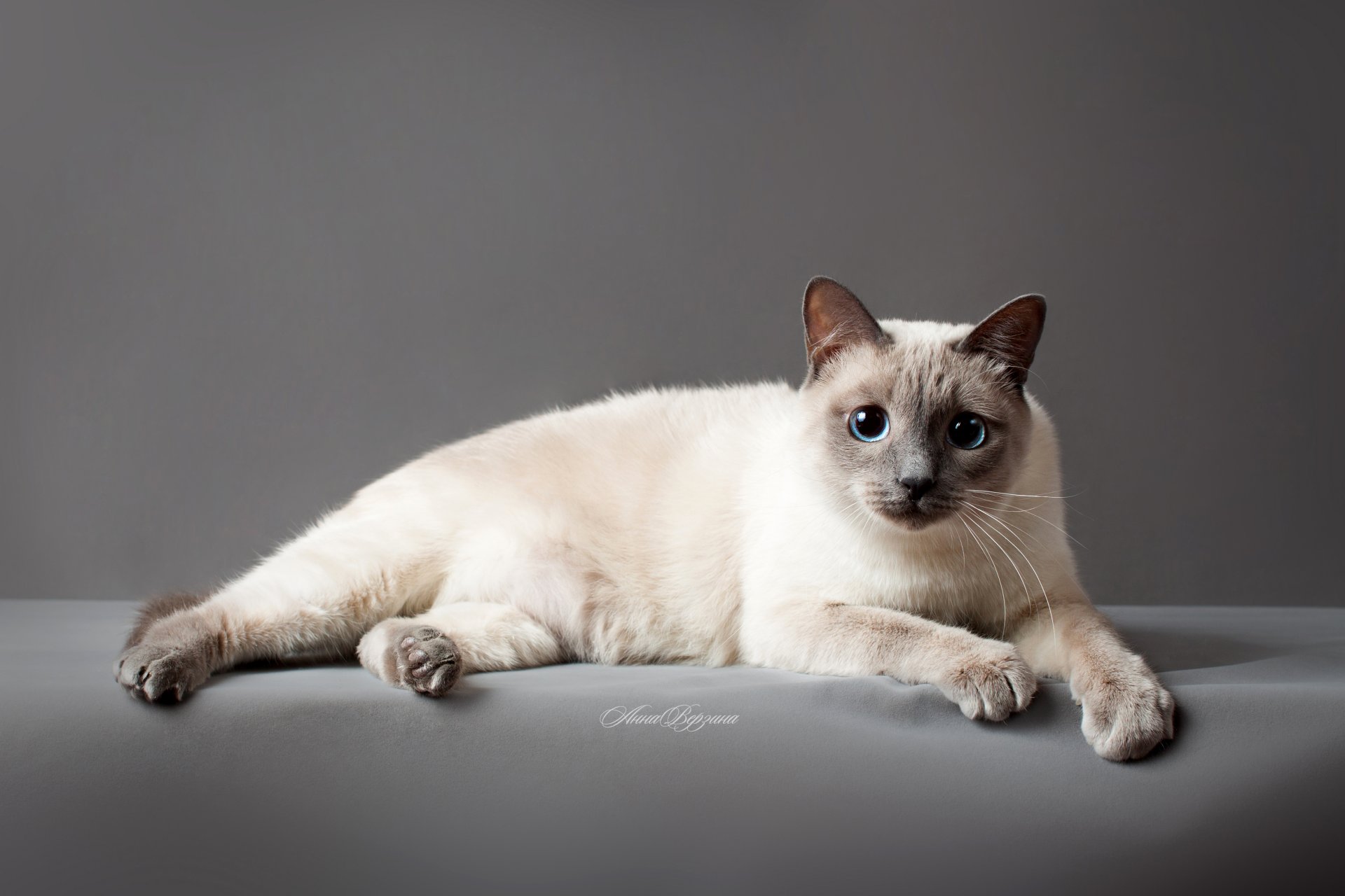 thailändische katze thailändische katze katze katze augen grauer hintergrund