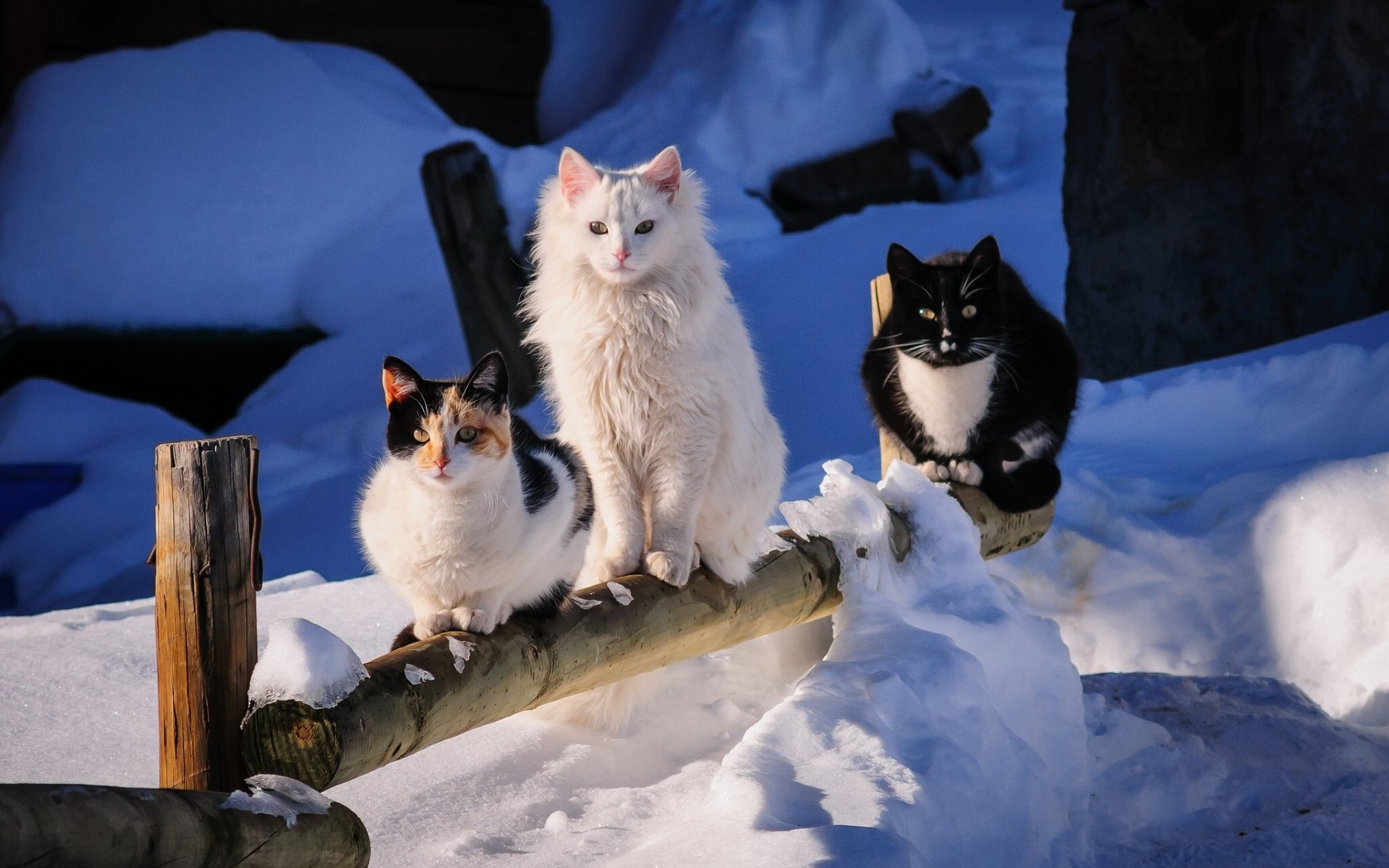 trio winter snow friend