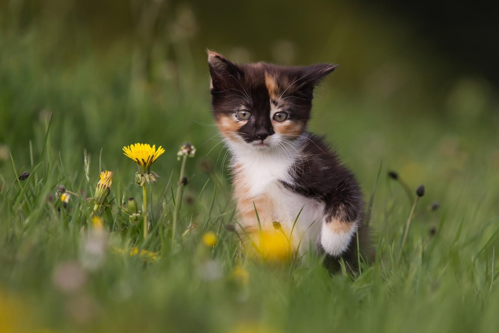 cat kitten grass dandelions flower nature