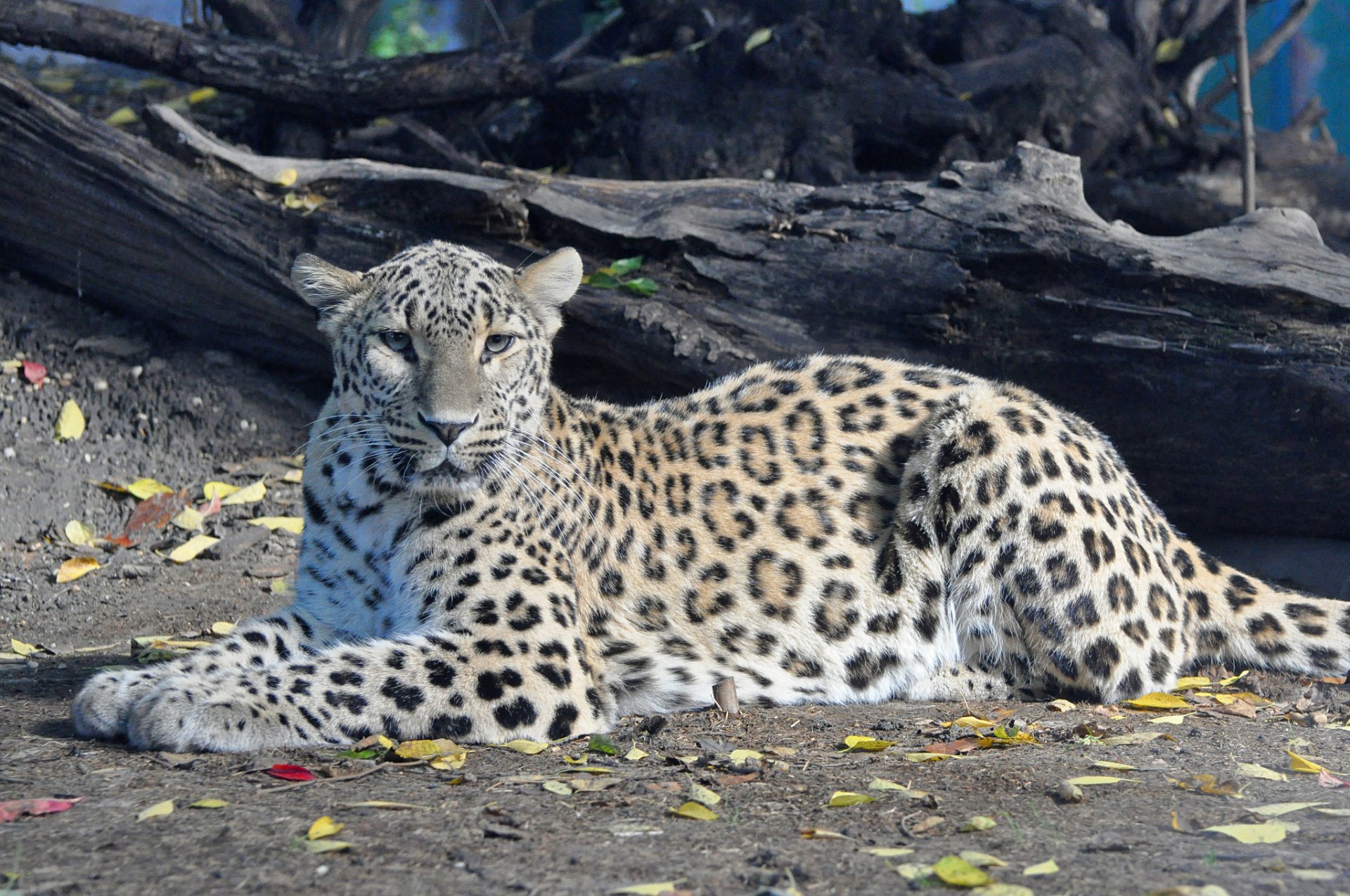 leopardo persa recreación mirada depredador pantera pardu