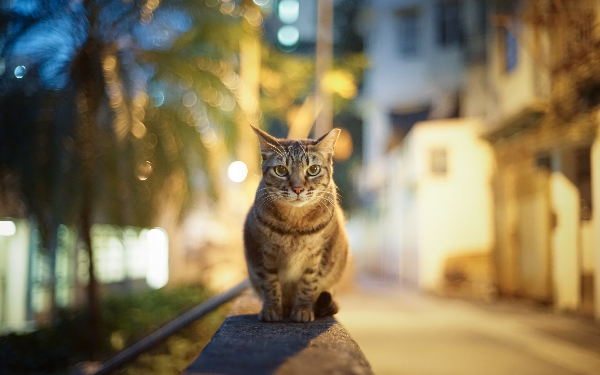 town street night lights reflections cat view