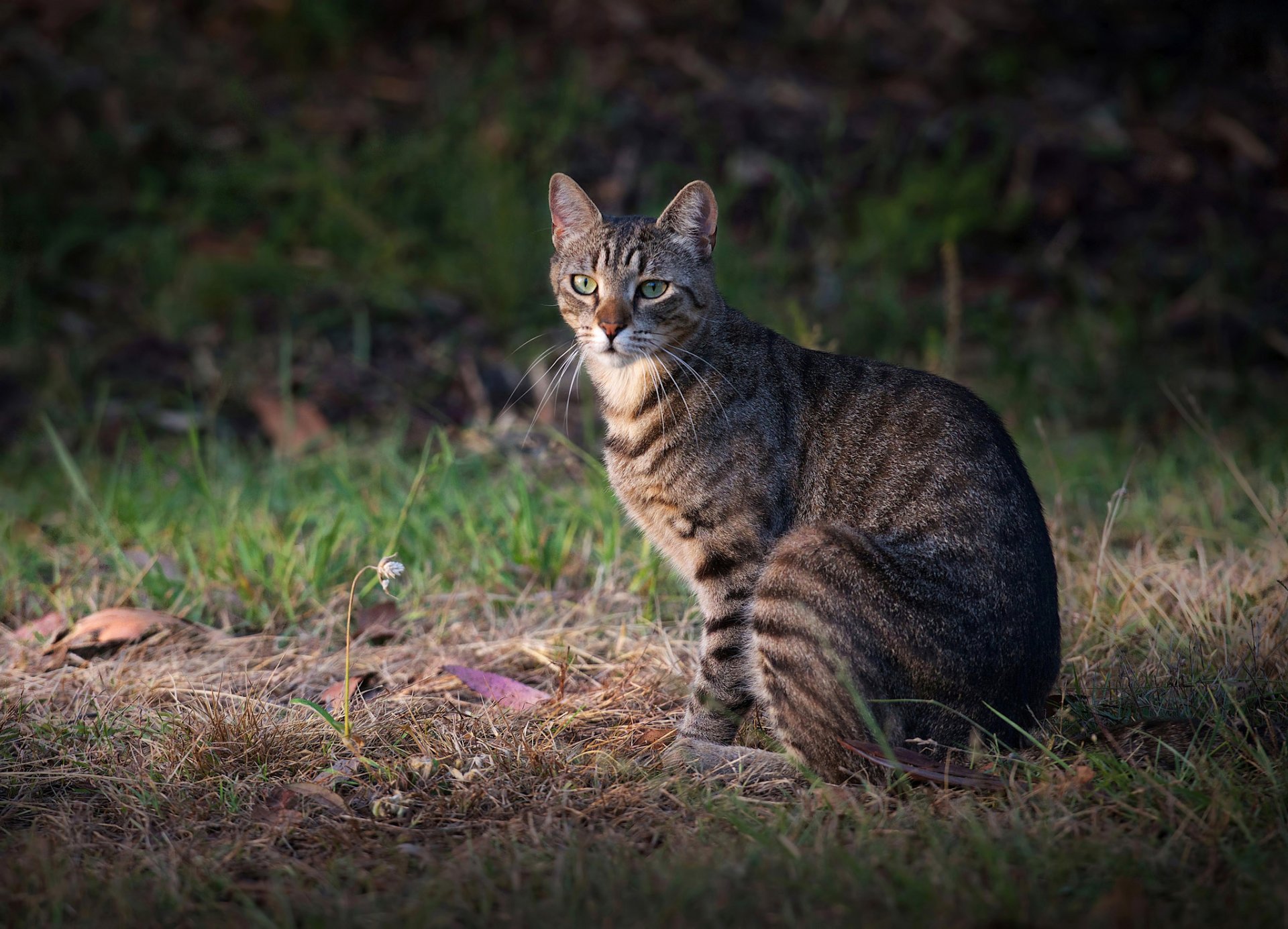 gras katze grau blick