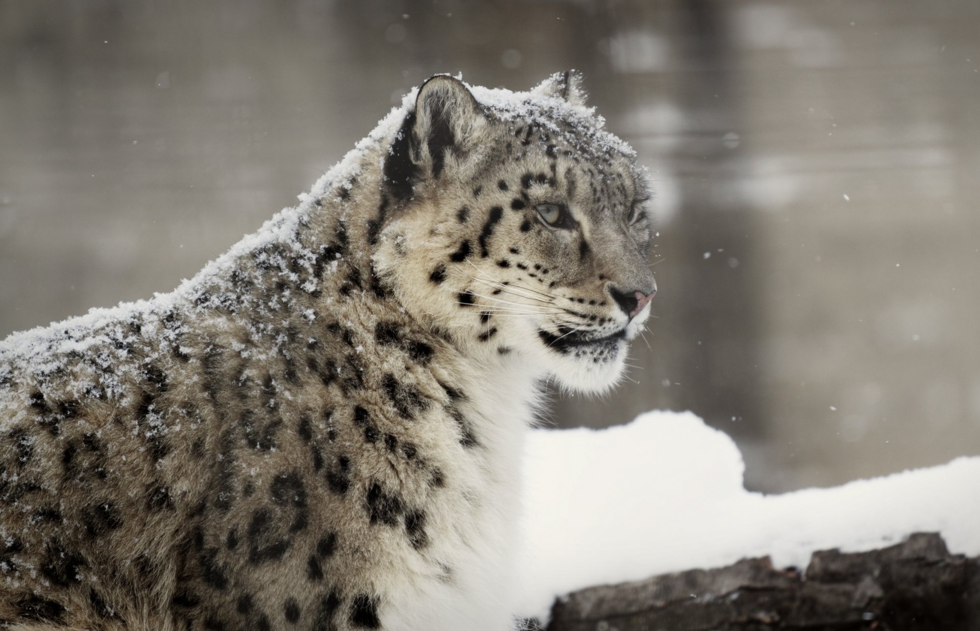 léopard des neiges irbis chat sauvage prédateur museau hiver neige