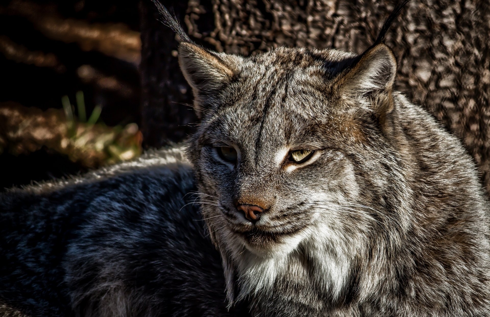 lince depredador gato