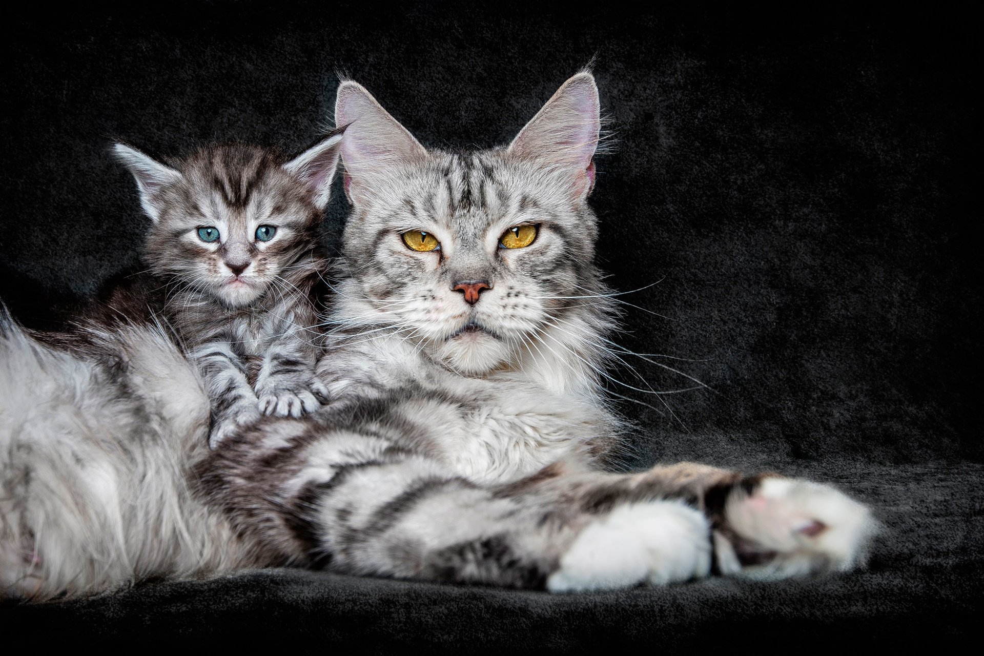 kot tło maine coon