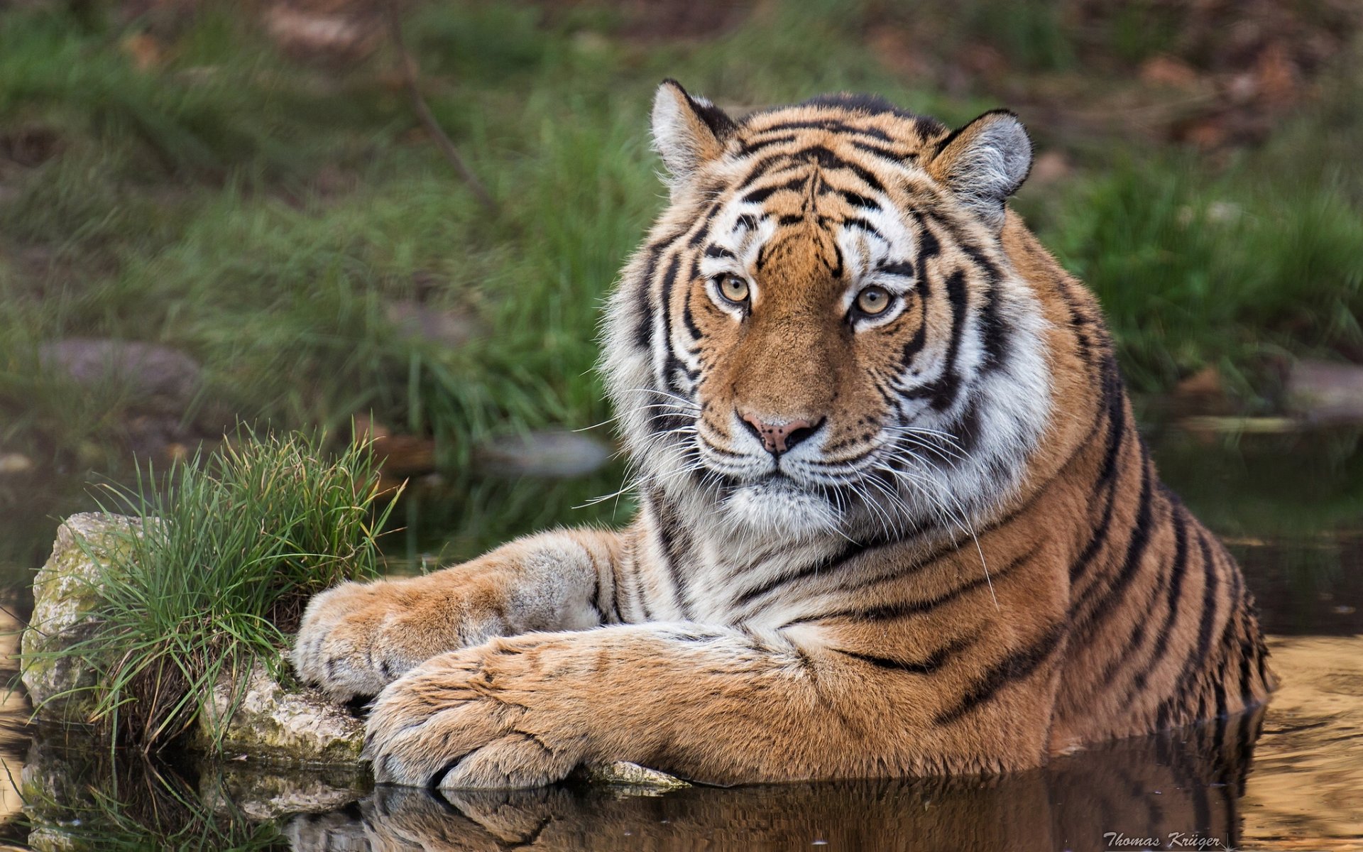 tigre de amur tigre gato salvaje depredador vista agua