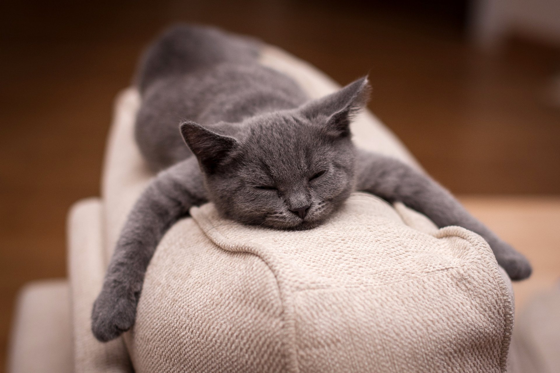 gattino grigio dormire sdraiarsi zampe divano