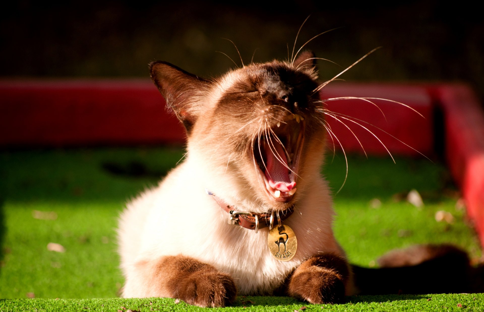 cat siamese face necklace medallion blur