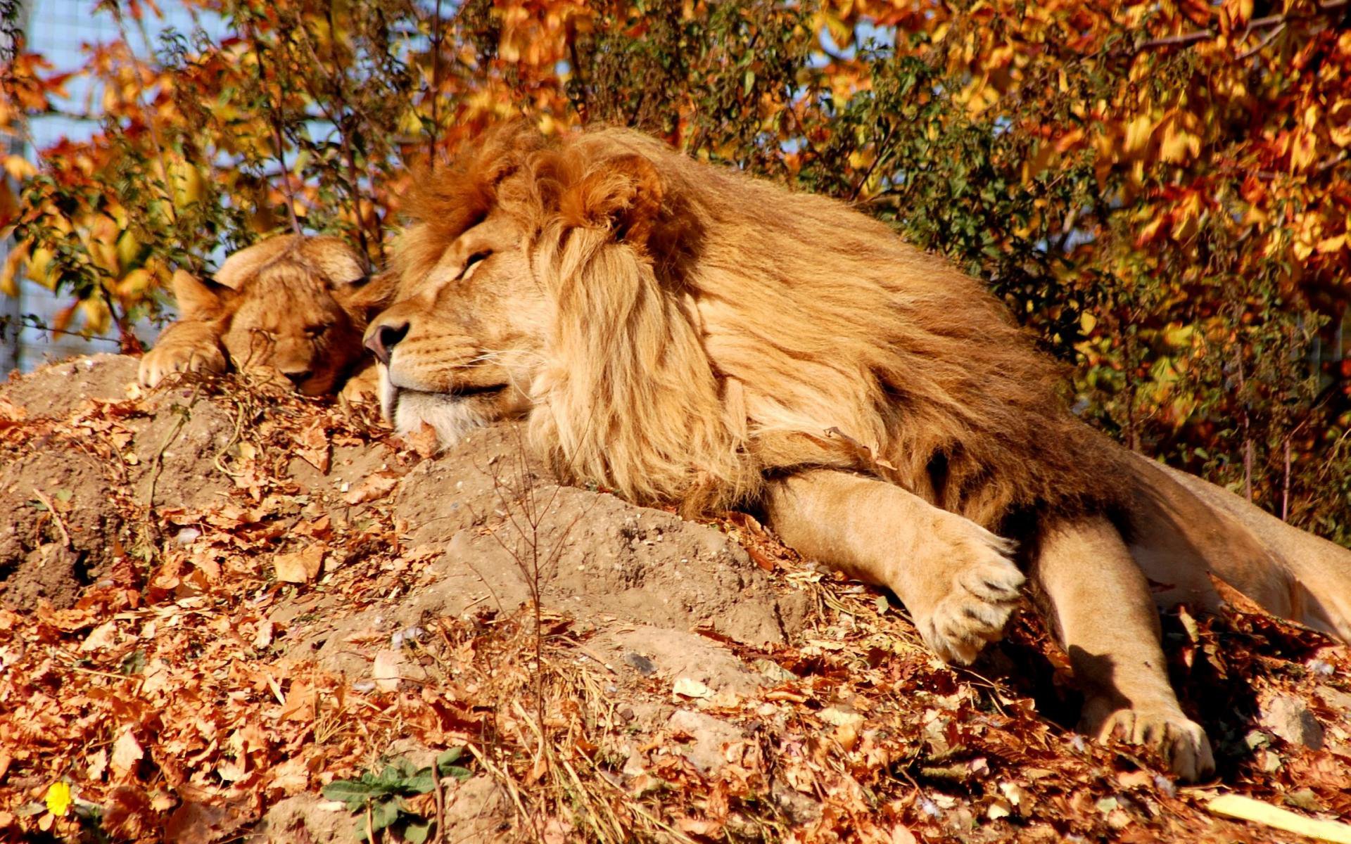 lion crinière sommeil repos calme