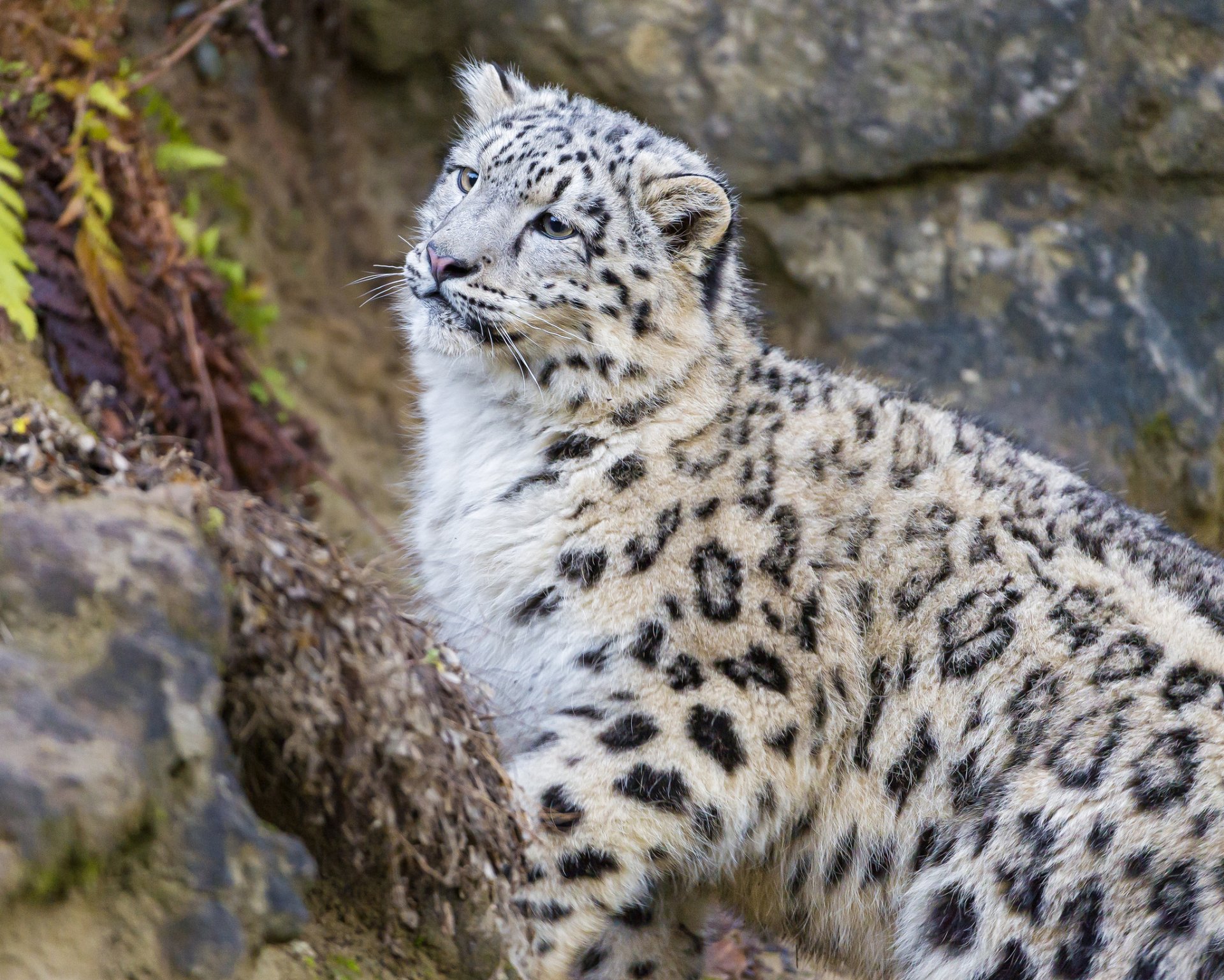 pantera śnieżna irbis kot kotek spojrzenie ©tambako jaguar