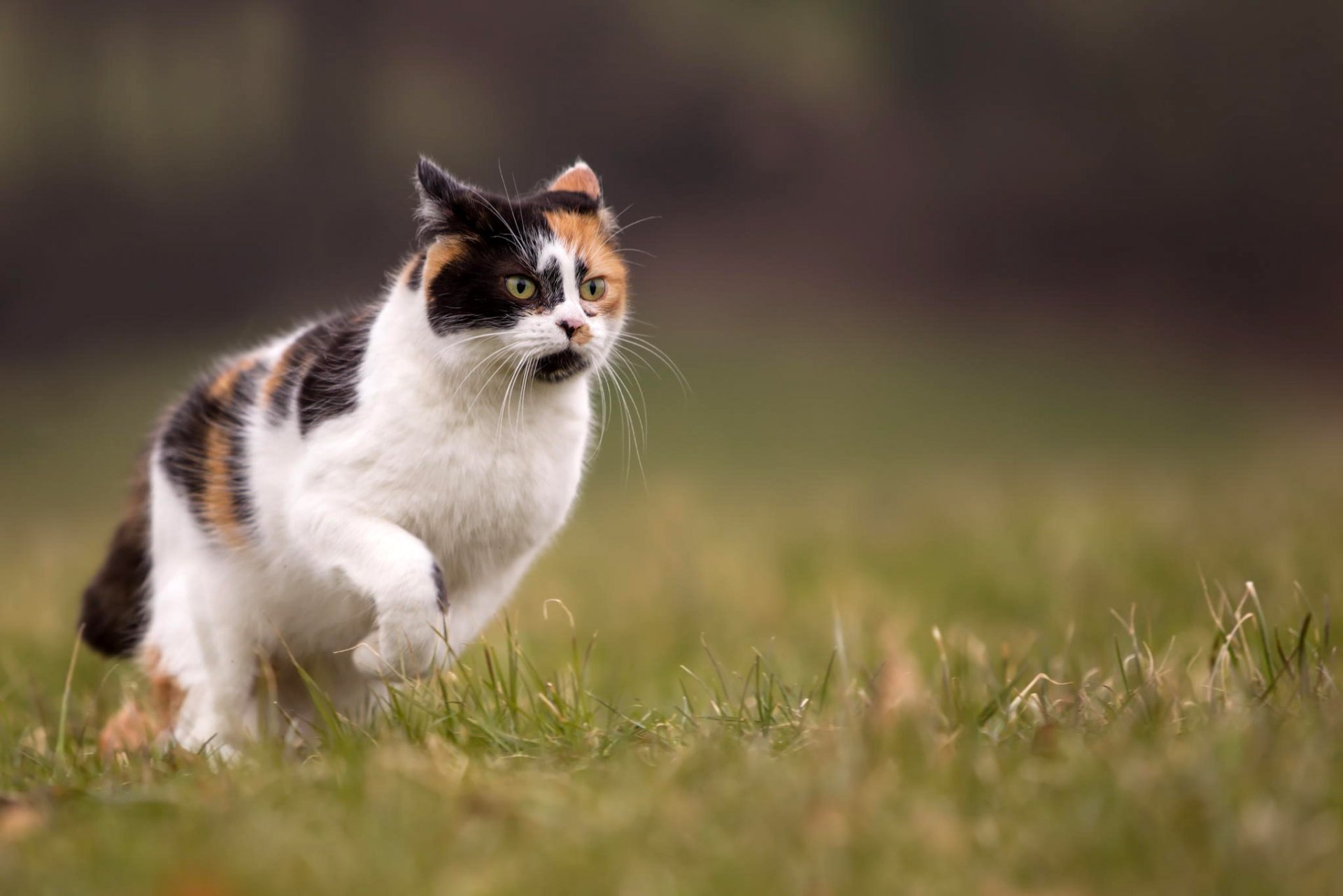 cat two-color running nature grass summer blur