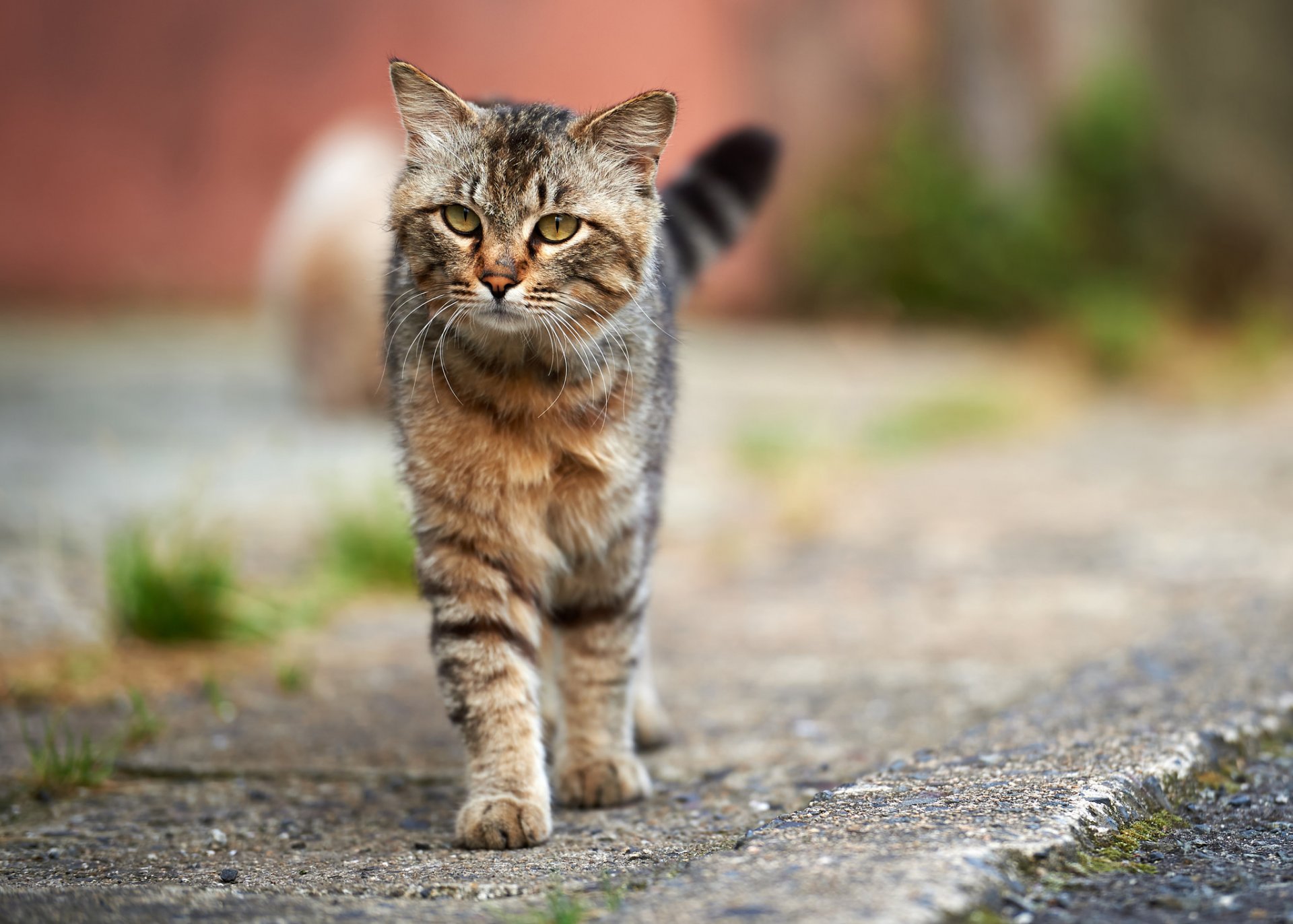 katze grau gestreift katze straße asphalt