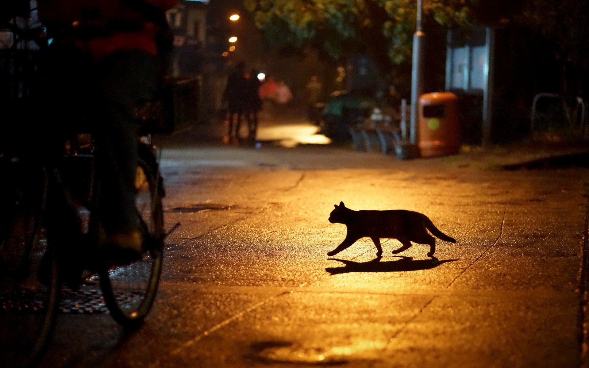 città strada notte luci gatto silhouette