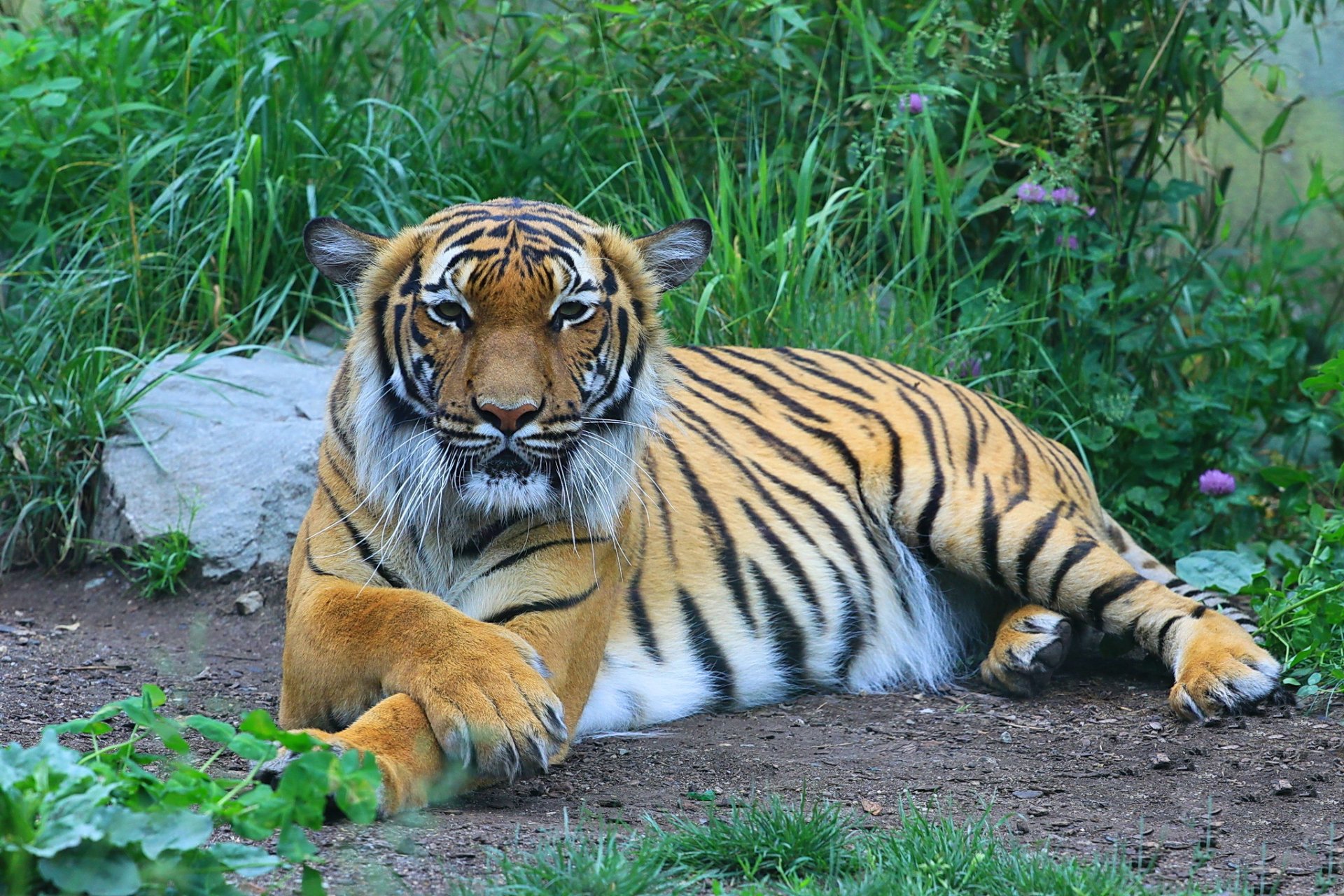 tigre repos vue prédateur pattes chat rayé