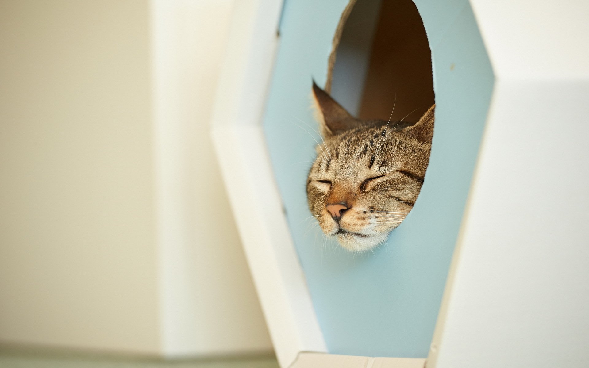 katze schnauze haus