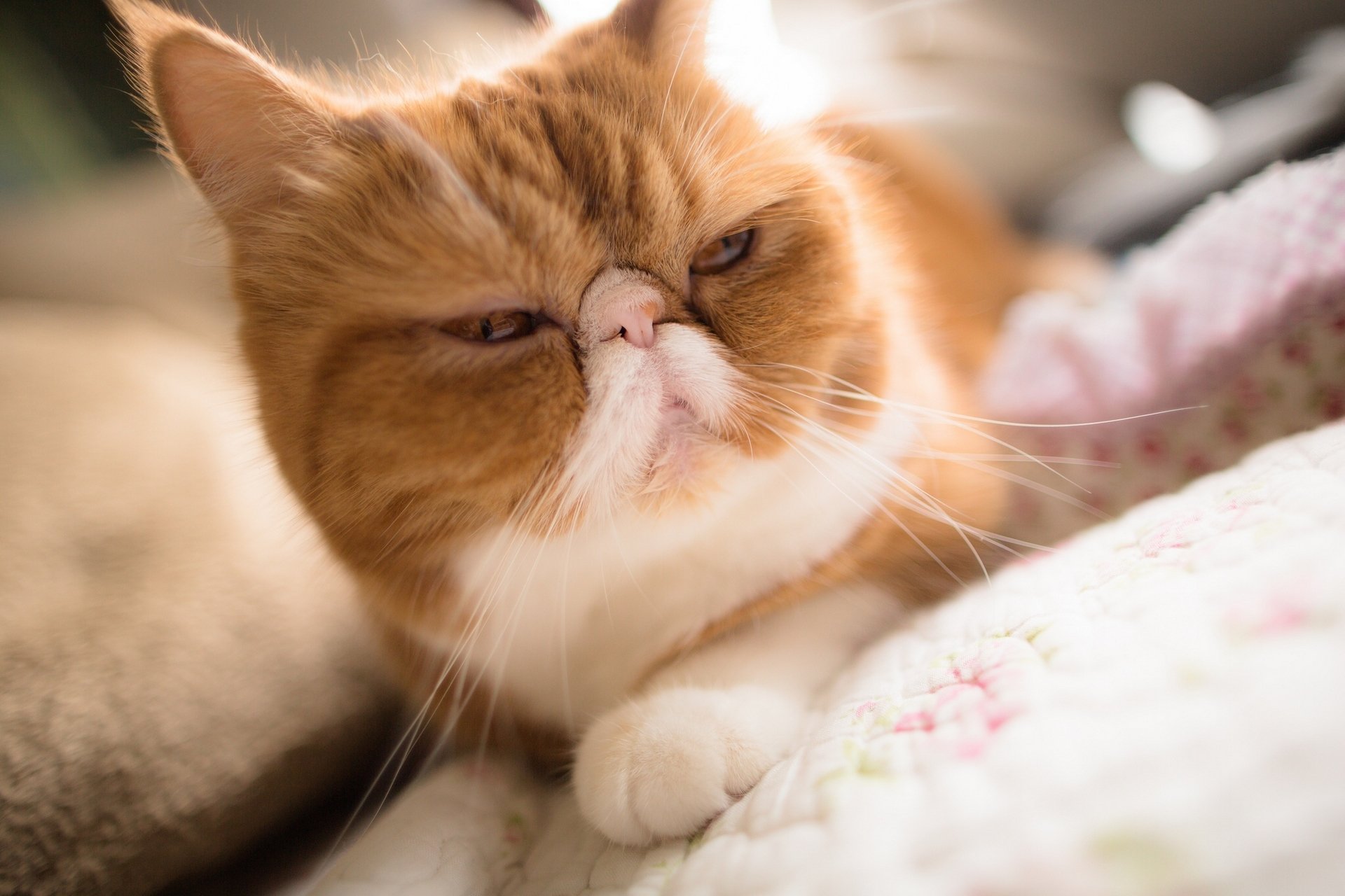 cat exotic muzzle bokeh