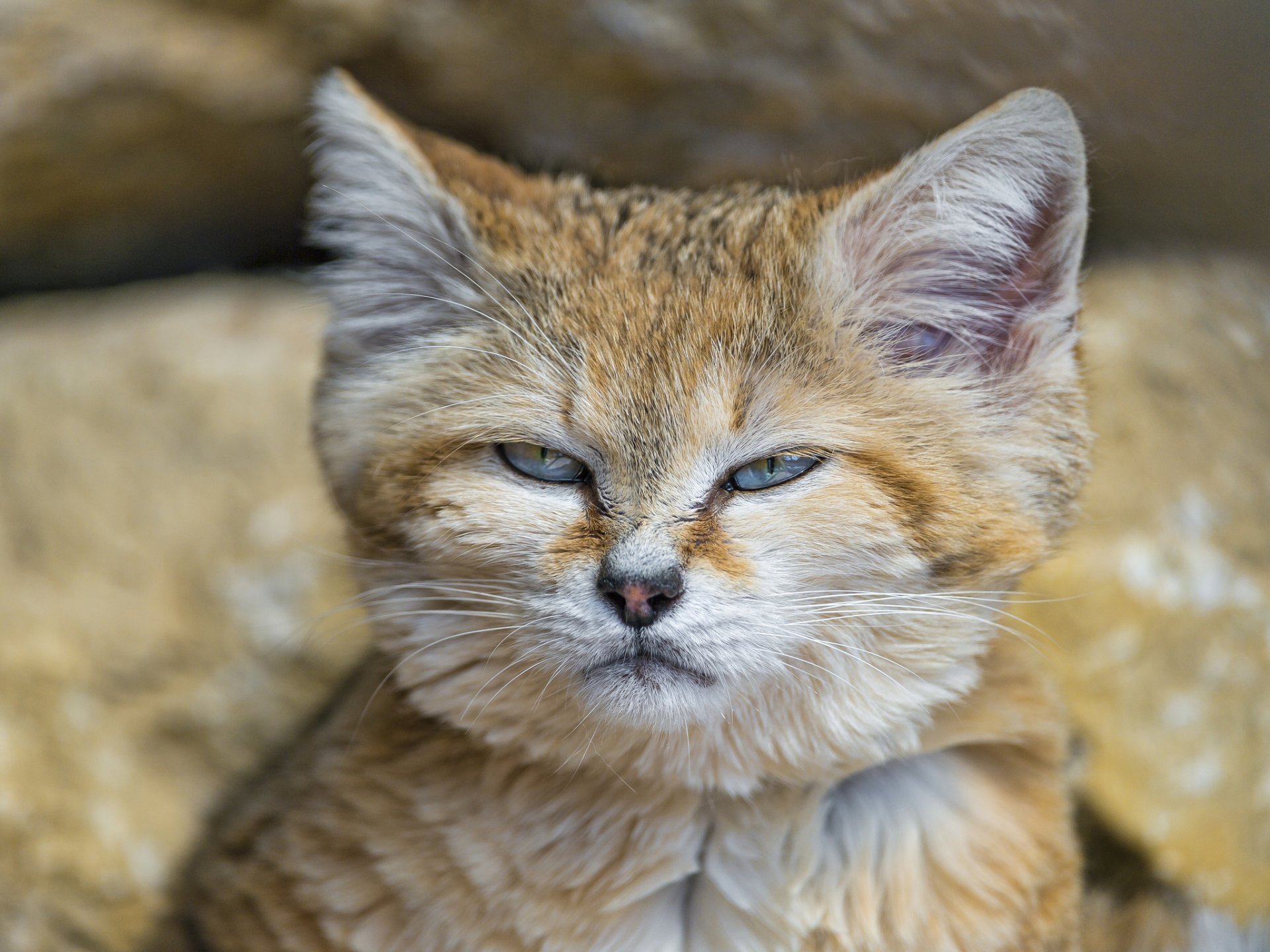 gato de terciopelo gato de arena gato hocico ©tambako the jaguar