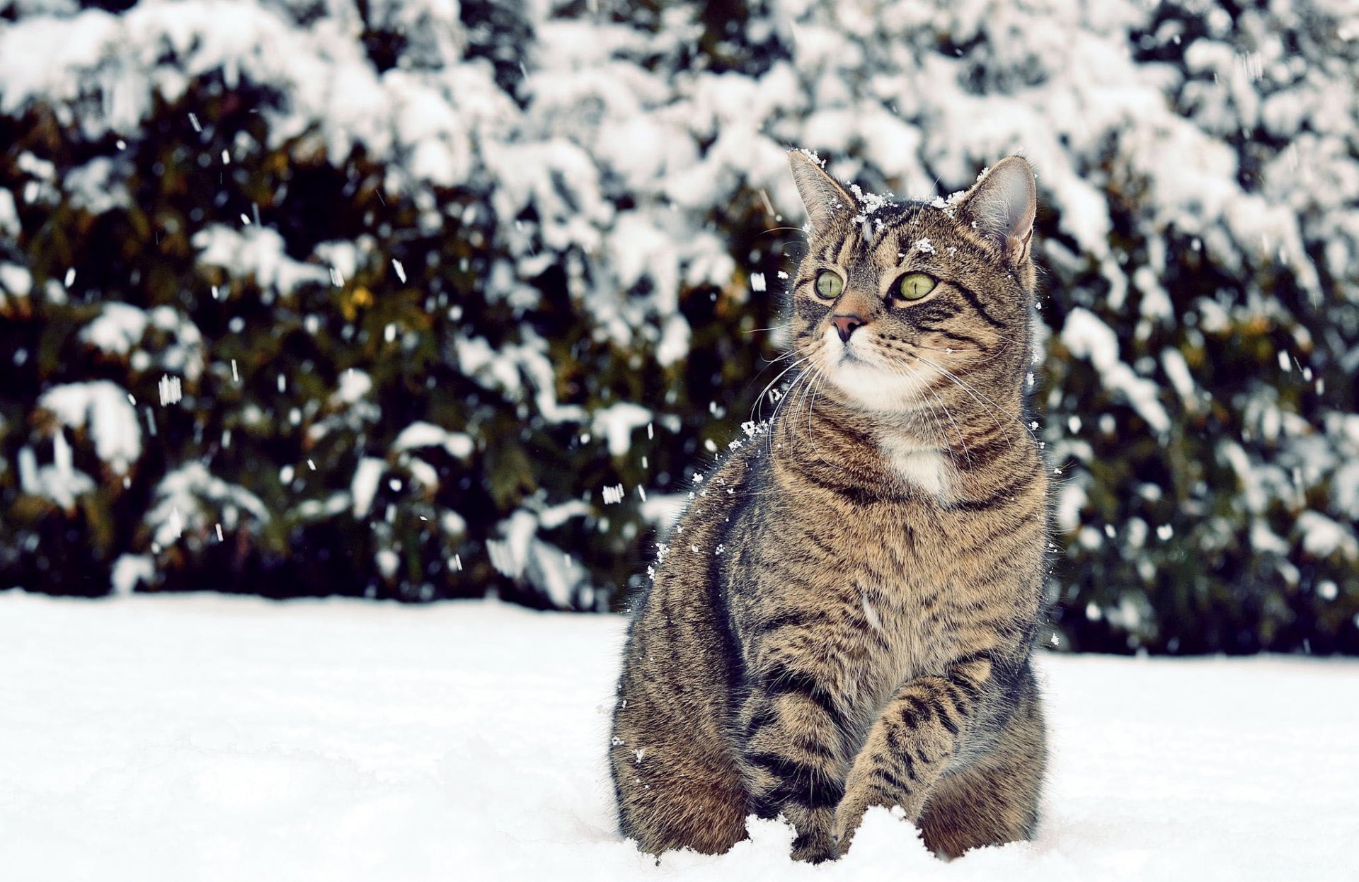 winter schnee katze blick schaut