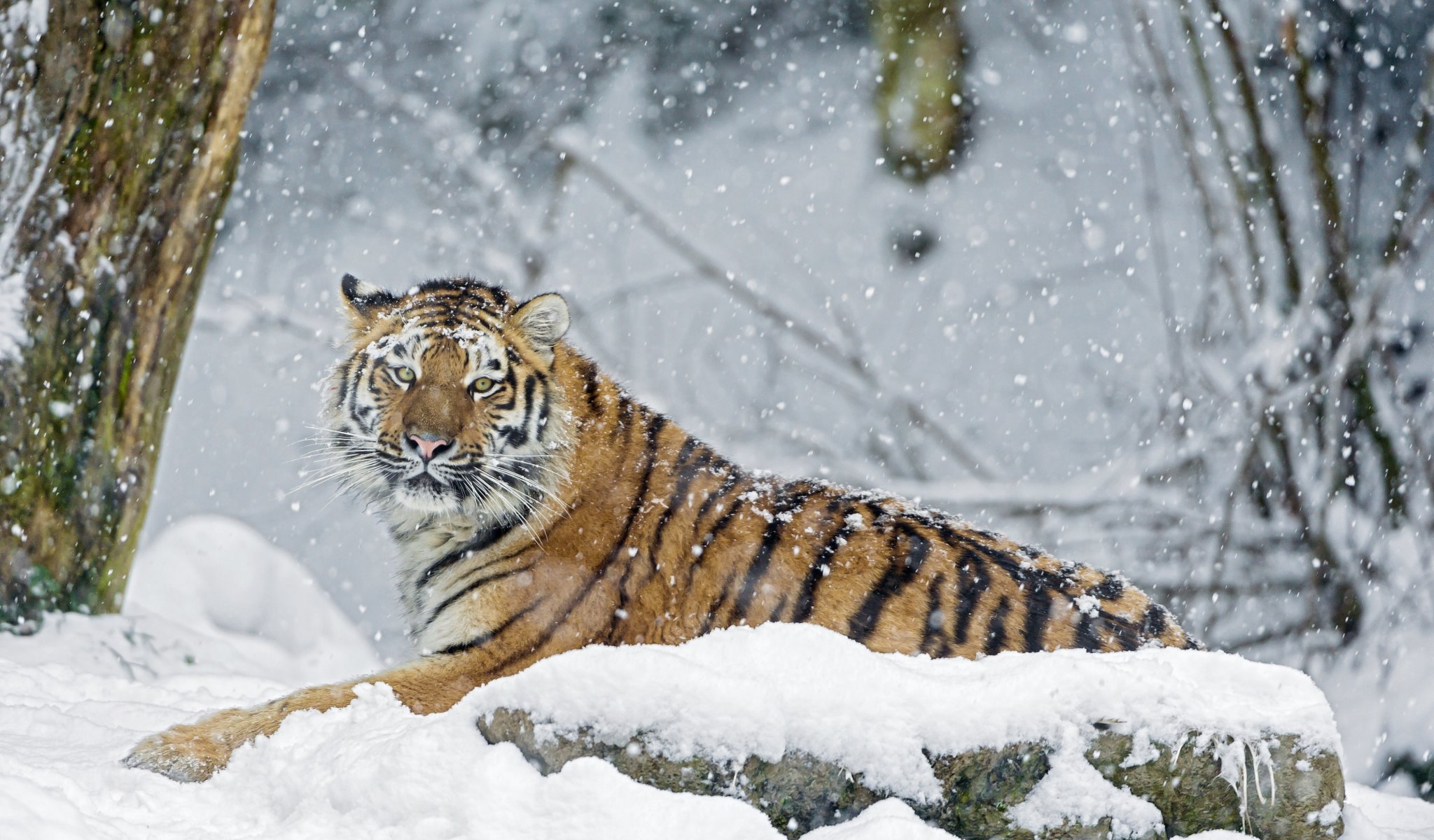 tigre hiver neige pierre prédateur