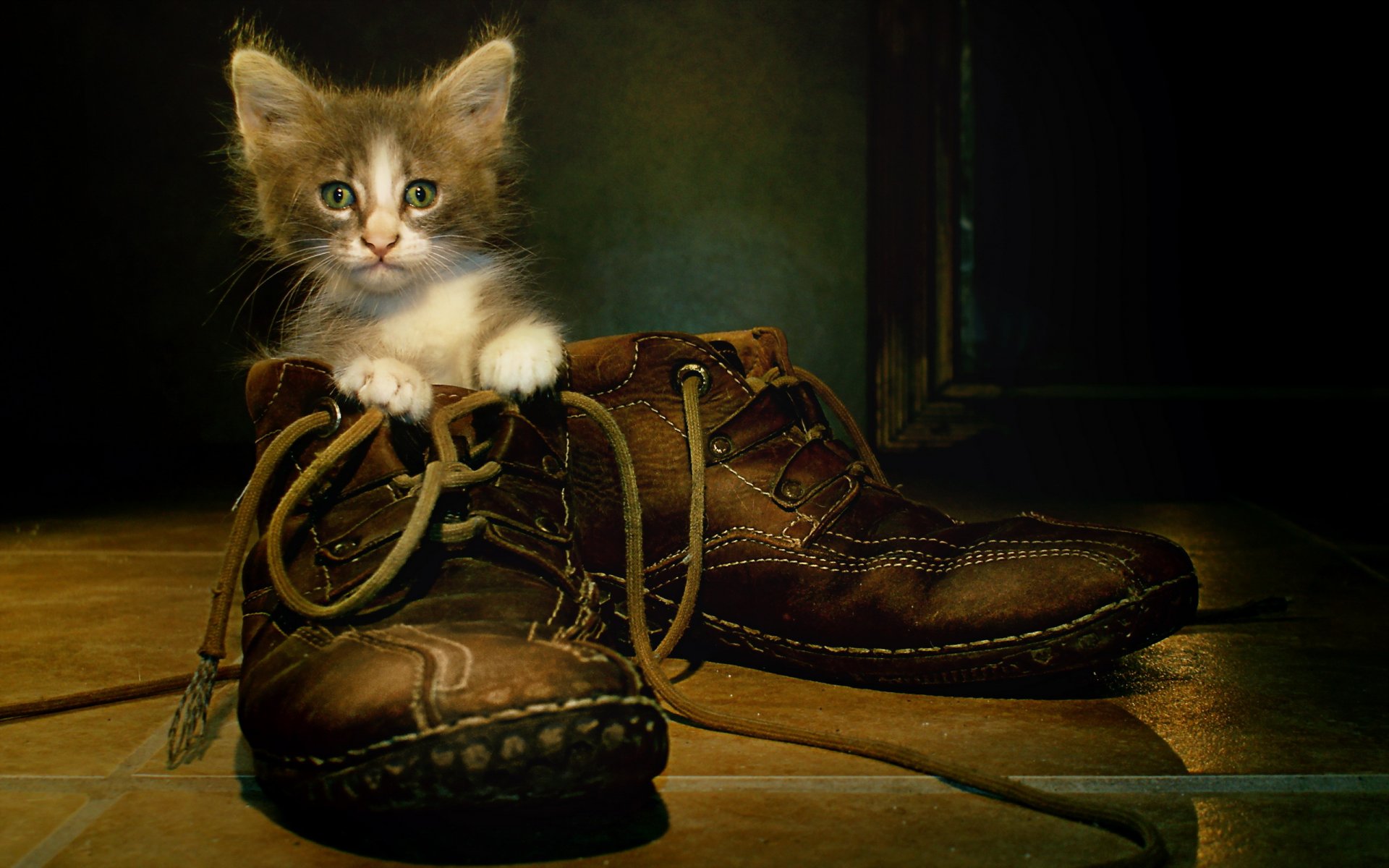 gatto scarpe sfondo