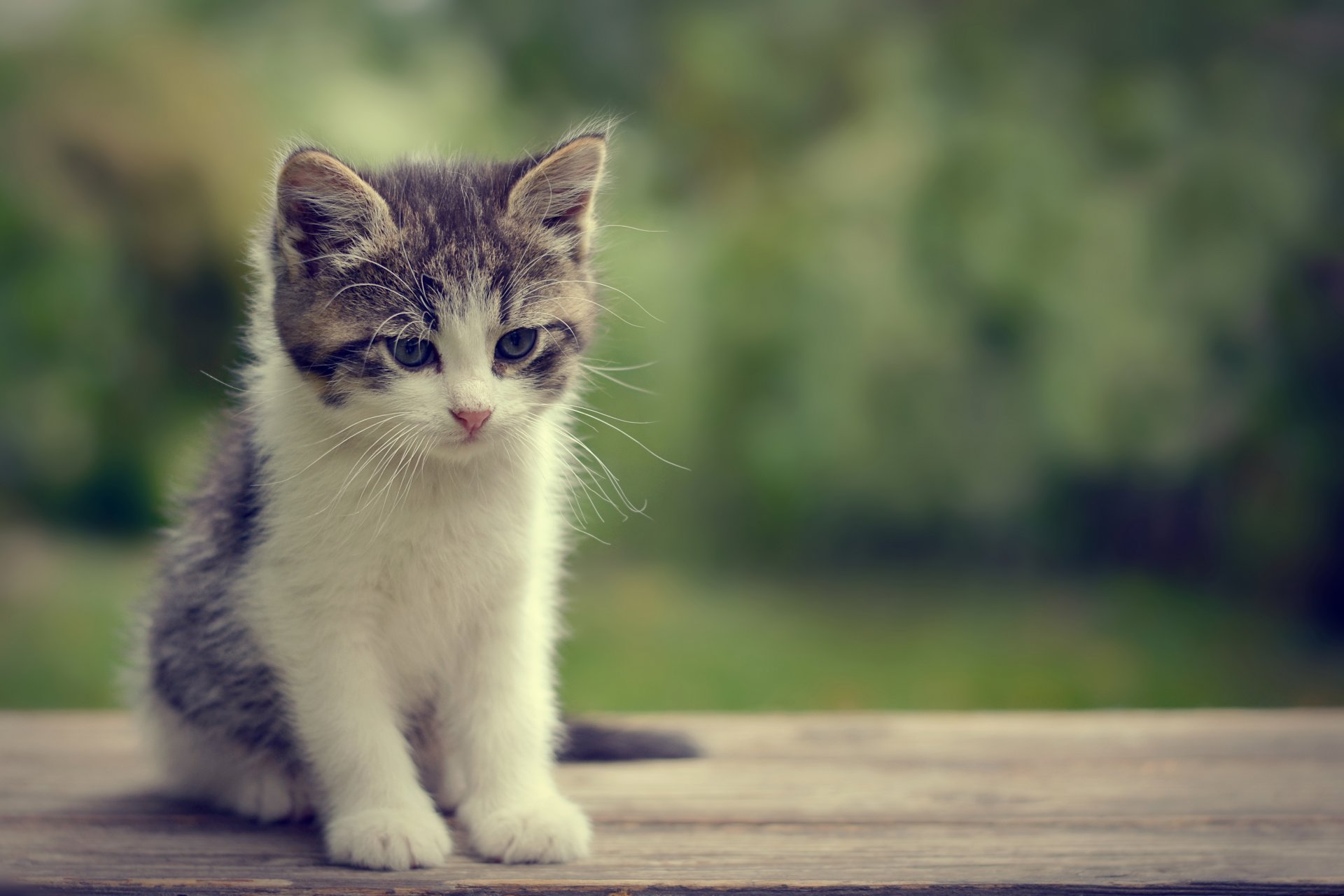 kitten view snout bokeh