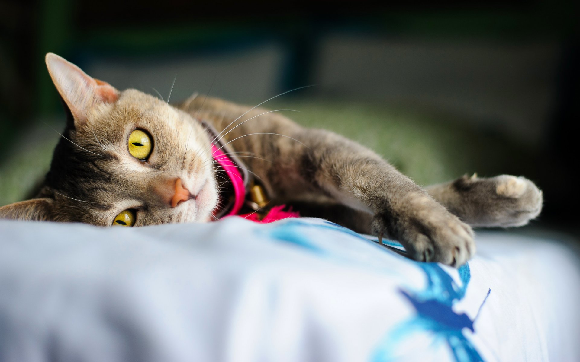 katze liegt pfoten krallen augen gelb halsband