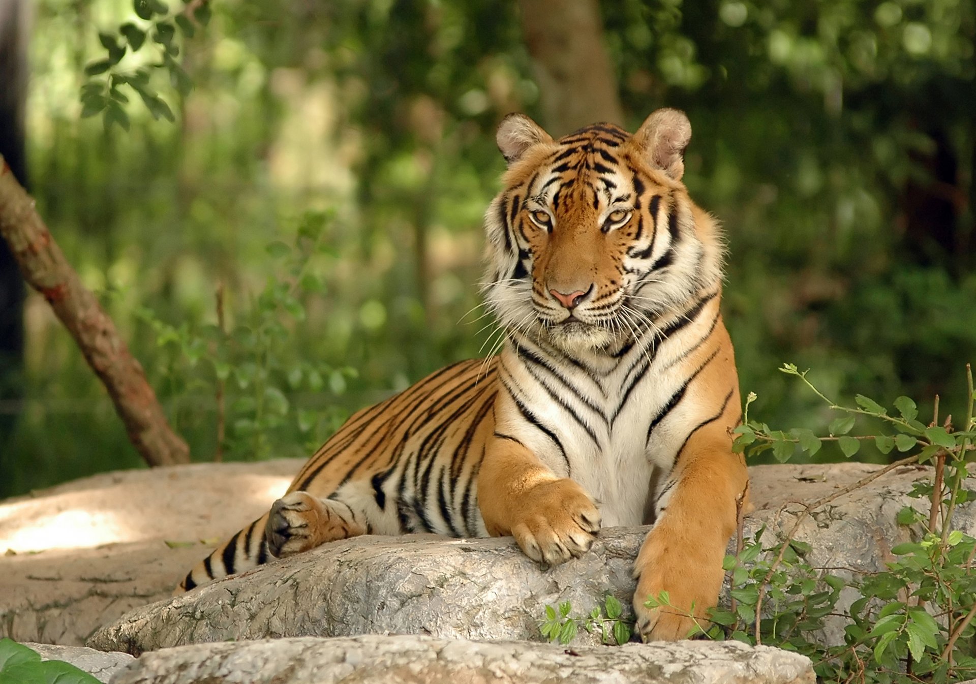 tigre gatto pietra predatore