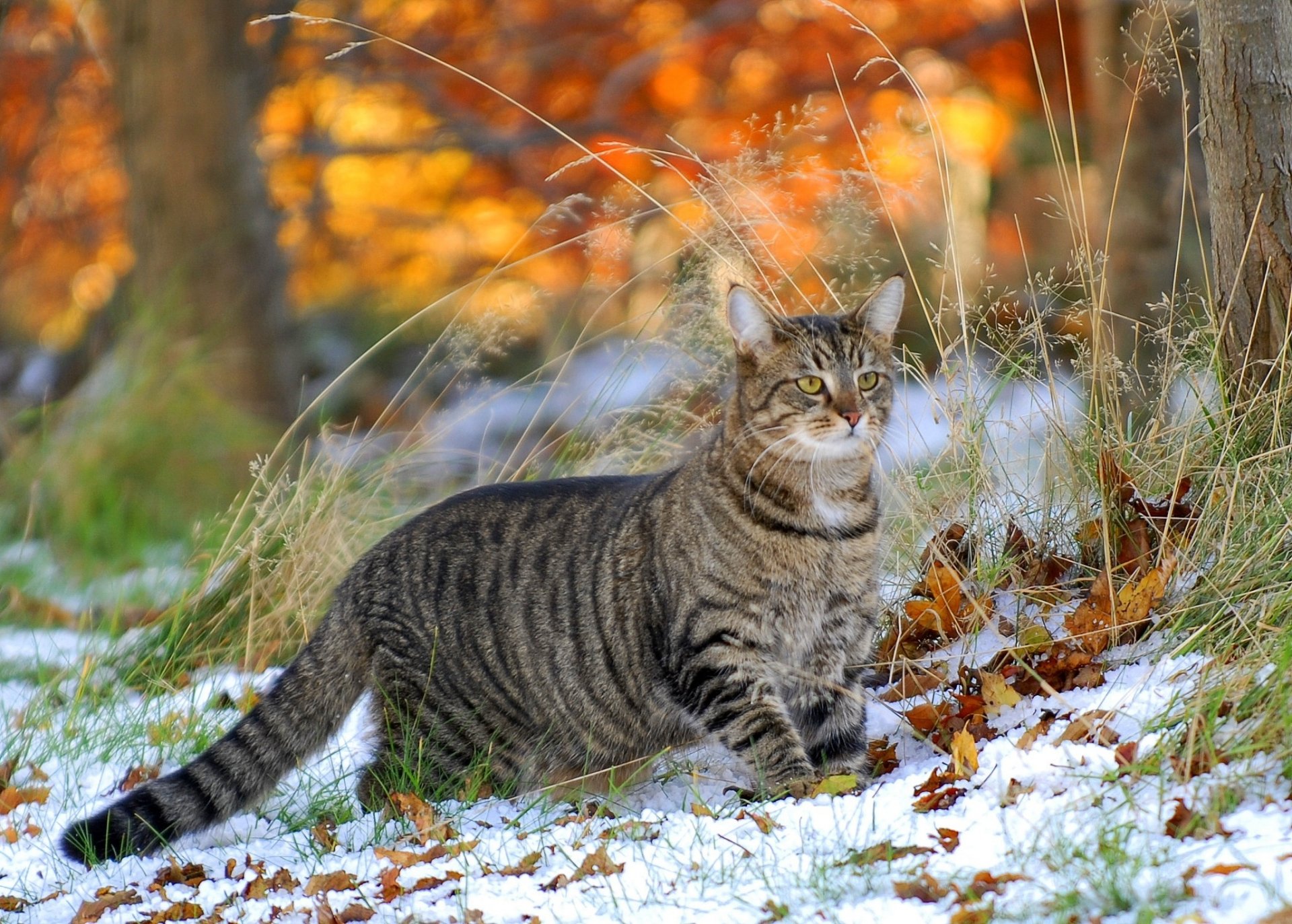 gras schnee blätter katze