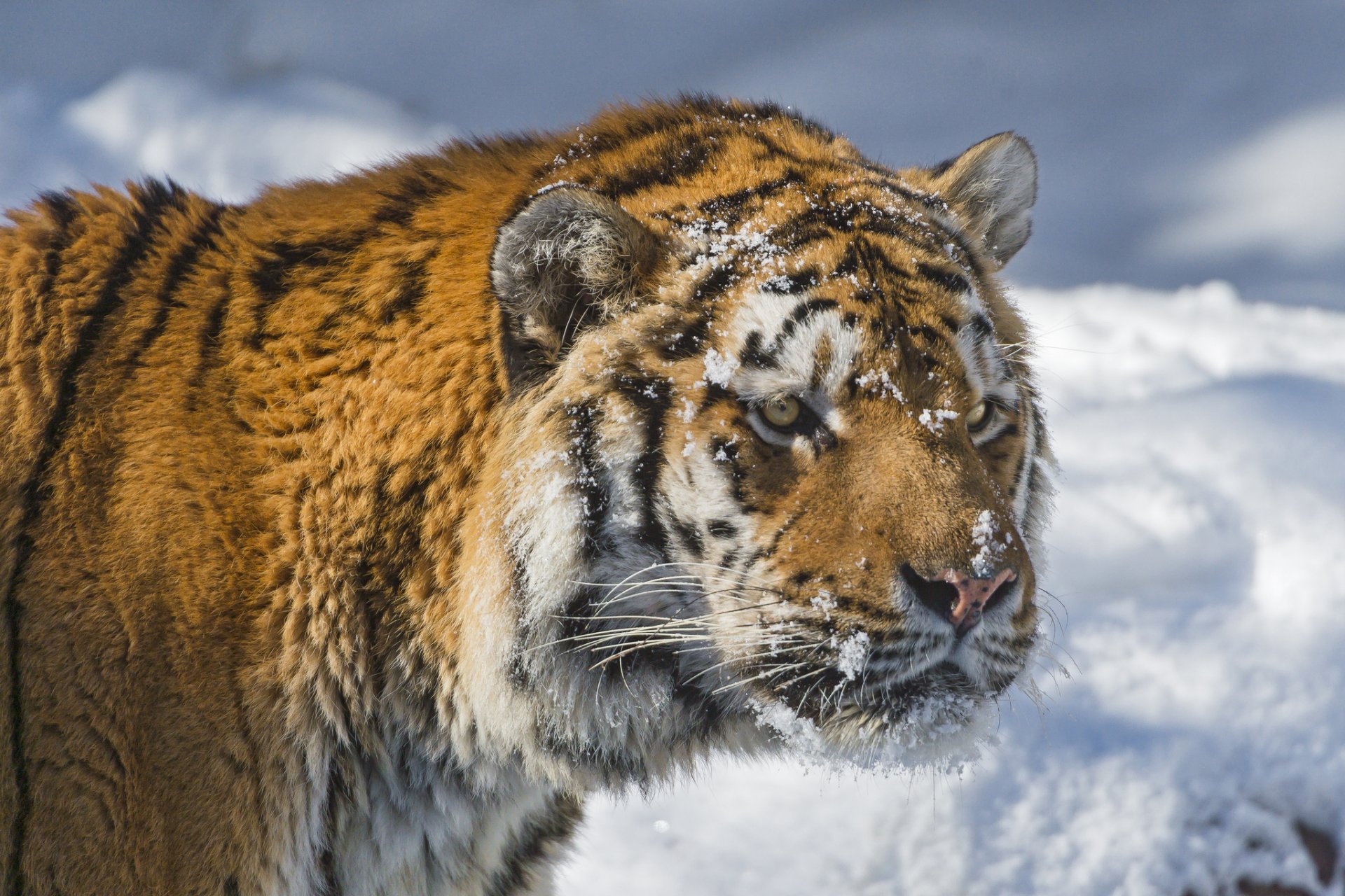 tigre hocico nieve gato mirada tigre de amur invierno ©tambako the jaguar