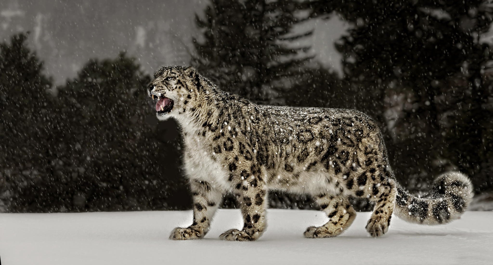 schneeleopard schnee leopard