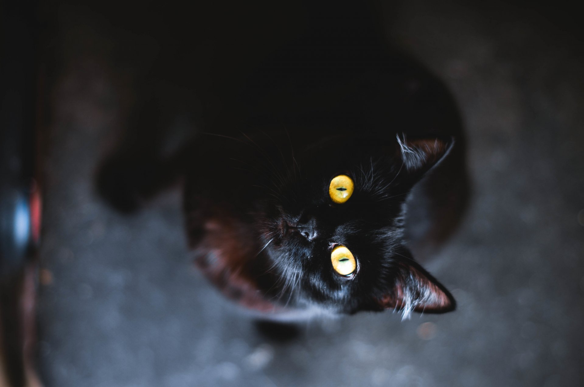 katze augen gelb schwarz tier wolle