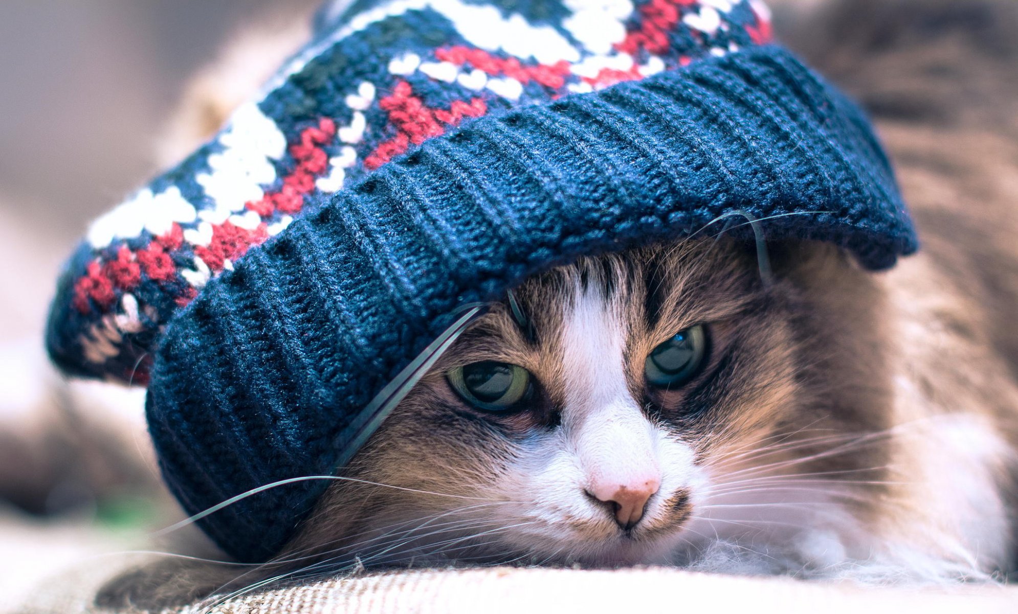 sombrero gato gato ojos hocico bigote mentiras