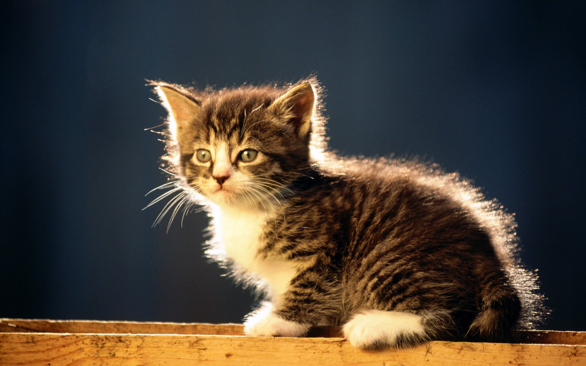 katze katze kätzchen gestreift sitzen