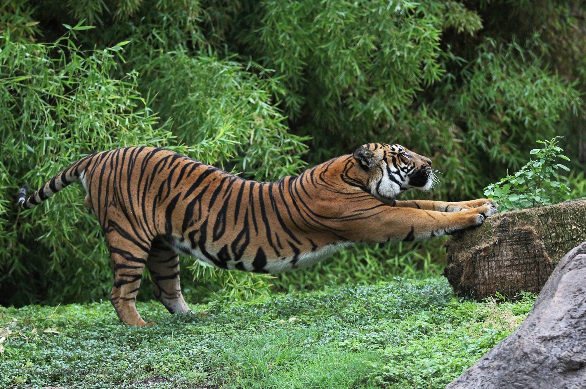 tiger stretching workout stump stone field forest