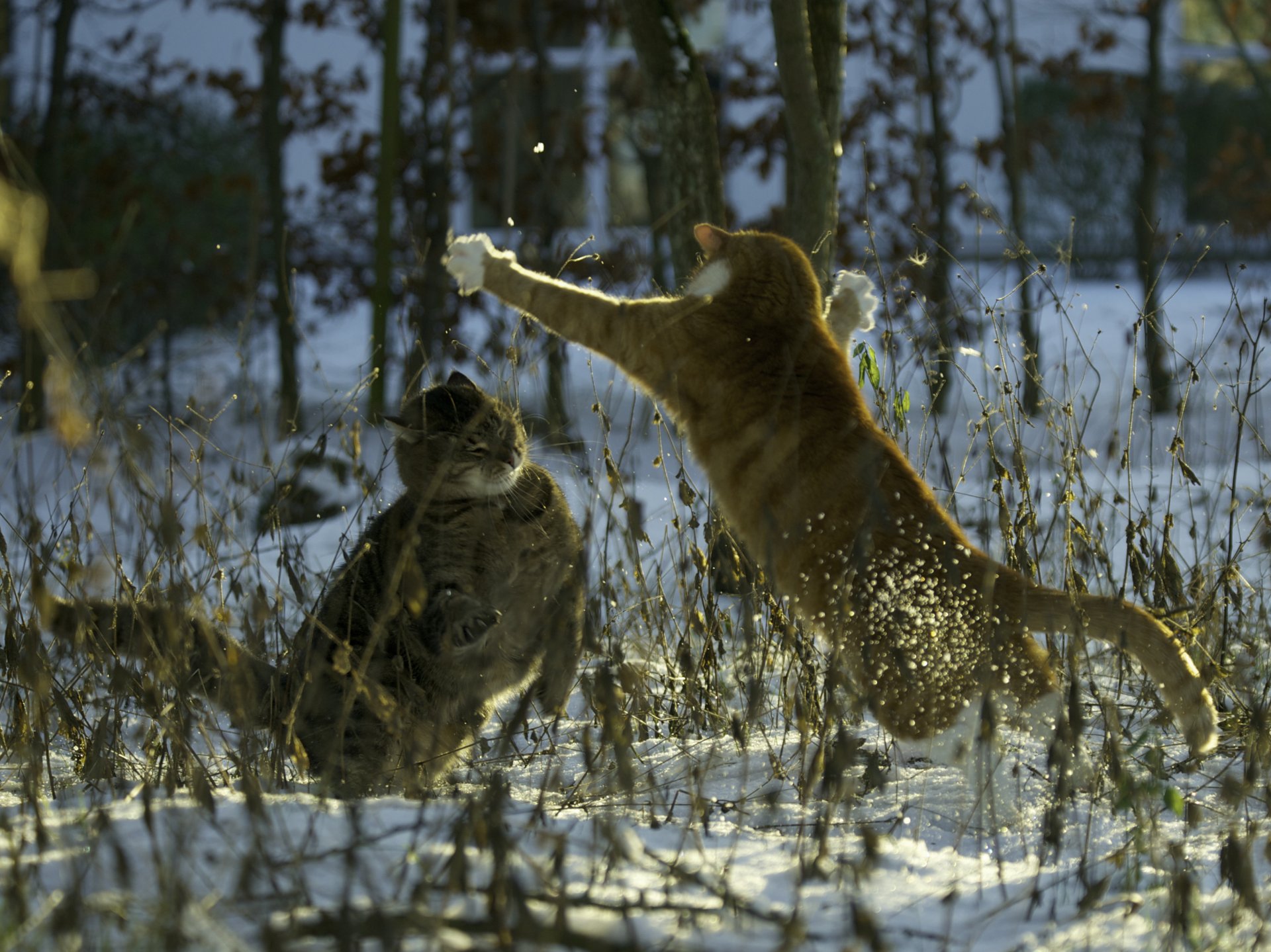 mats&muffi cat cats cats fight snow evening winter