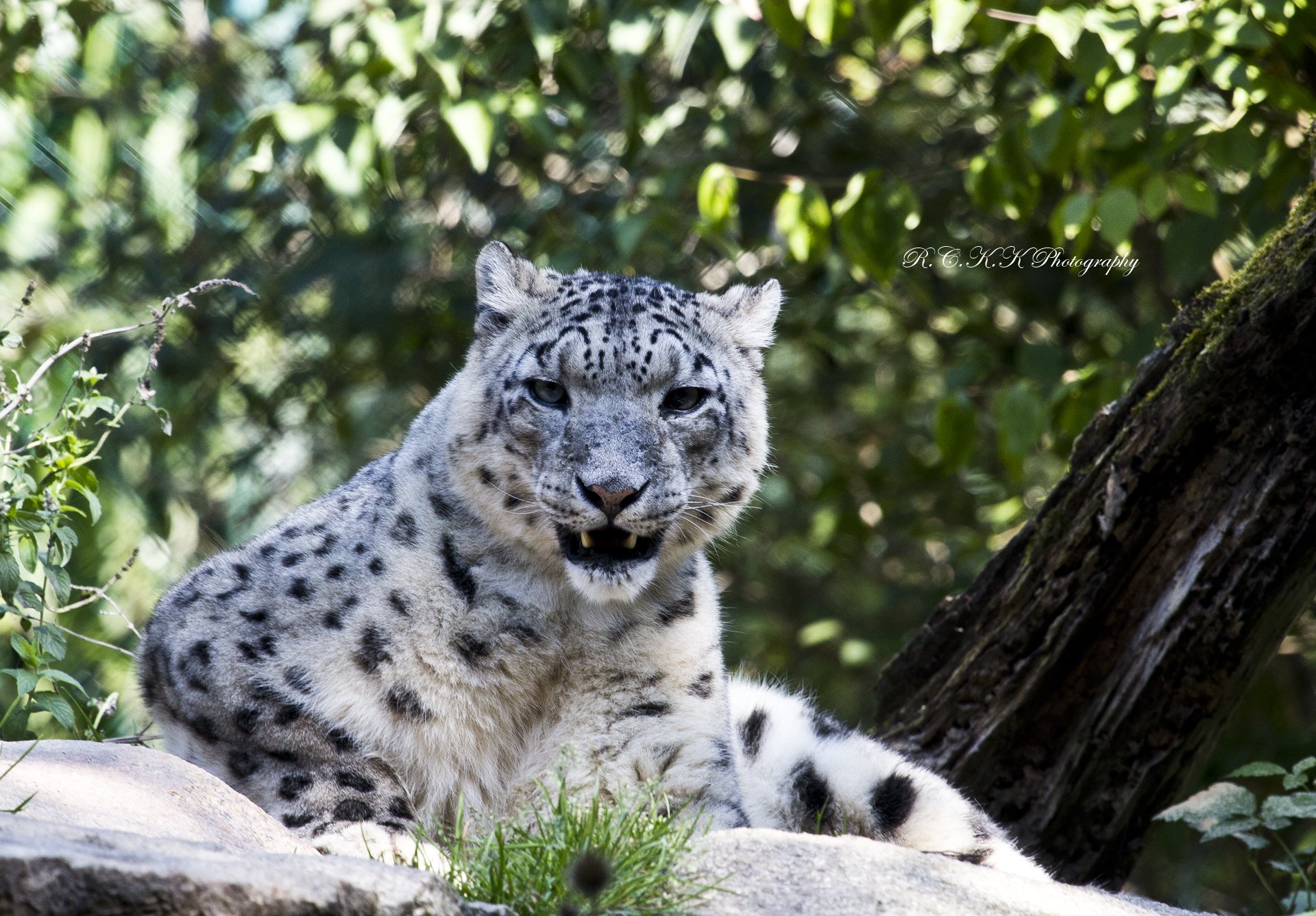 leopardo de las nieves irbis vista depredador descanso piedra