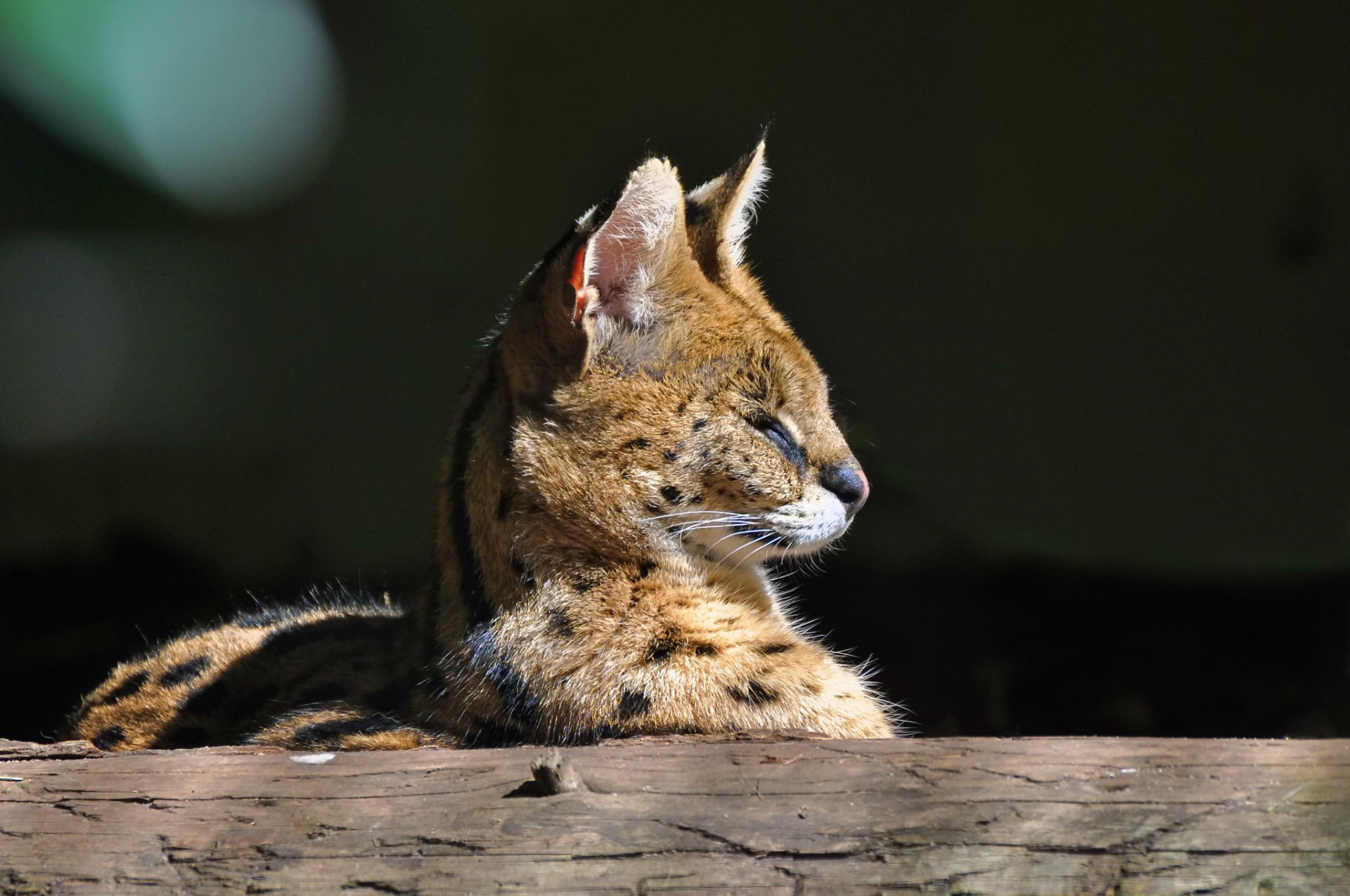 serval wildkatze profil schnauze raubtier