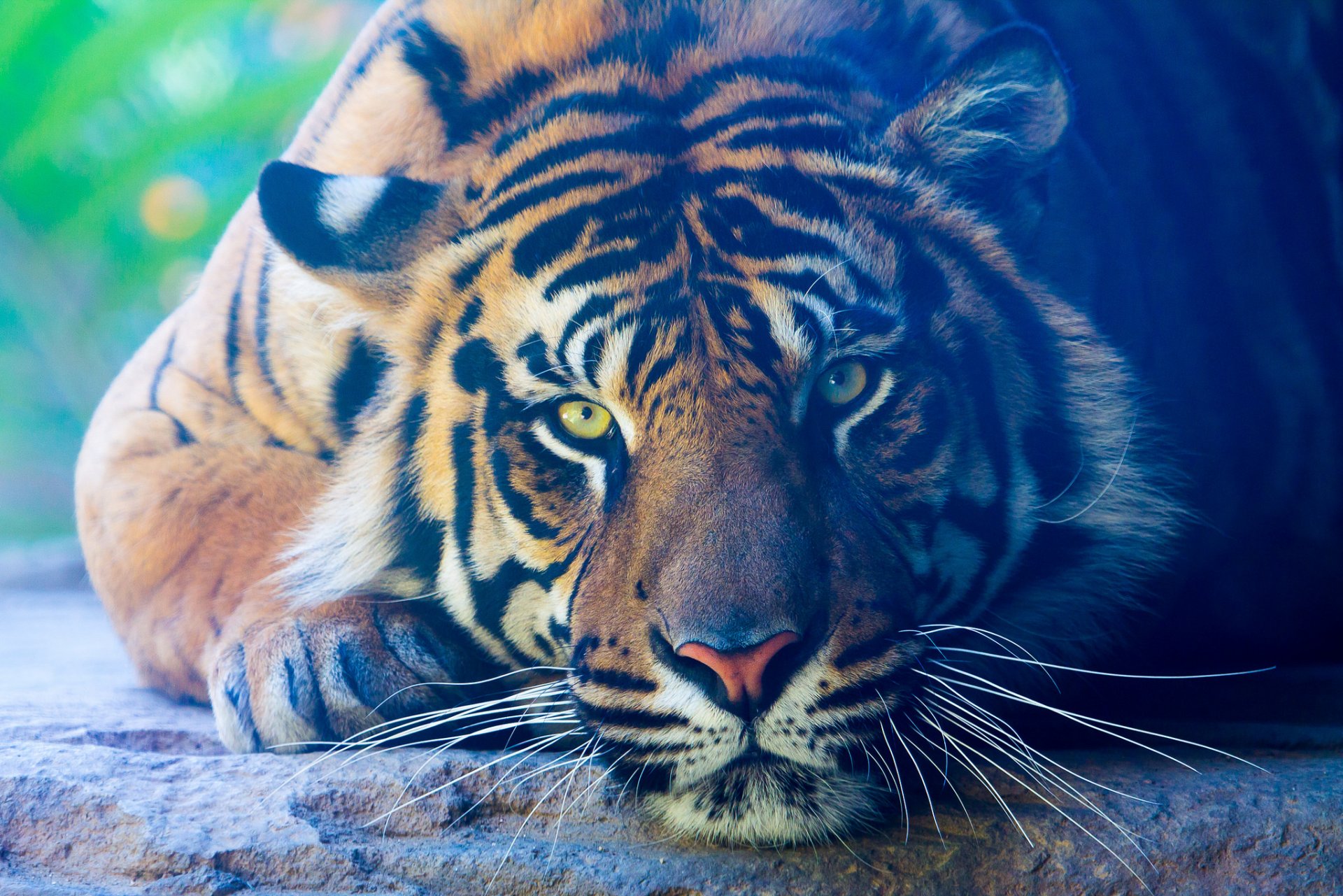 tier raubtier tiger farbe liegt pfoten blick