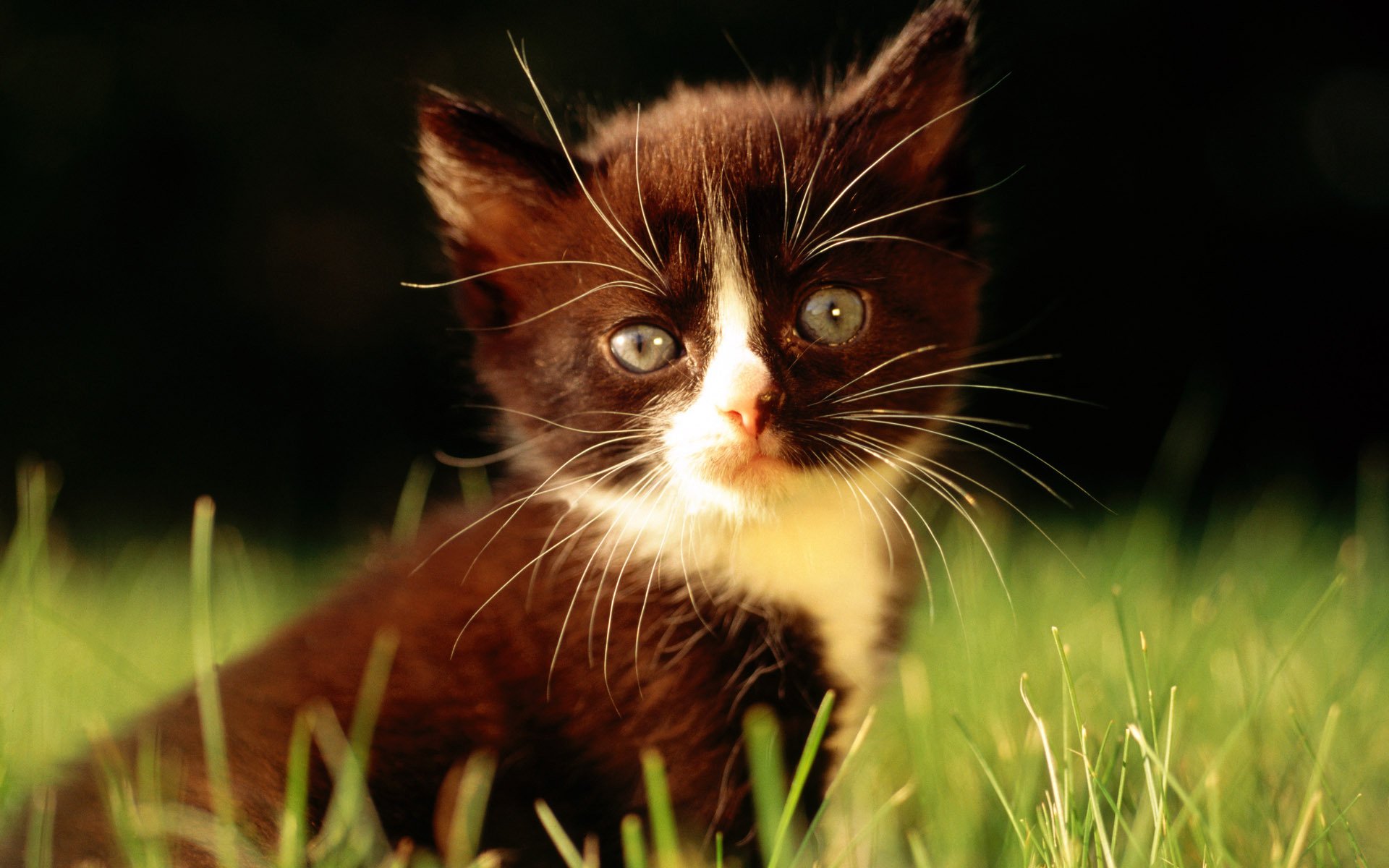 schwarz katze gras makro