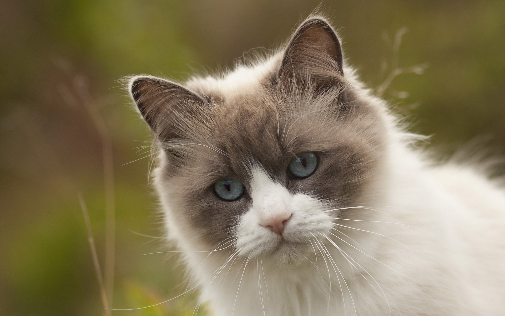 gato naturaleza fondo